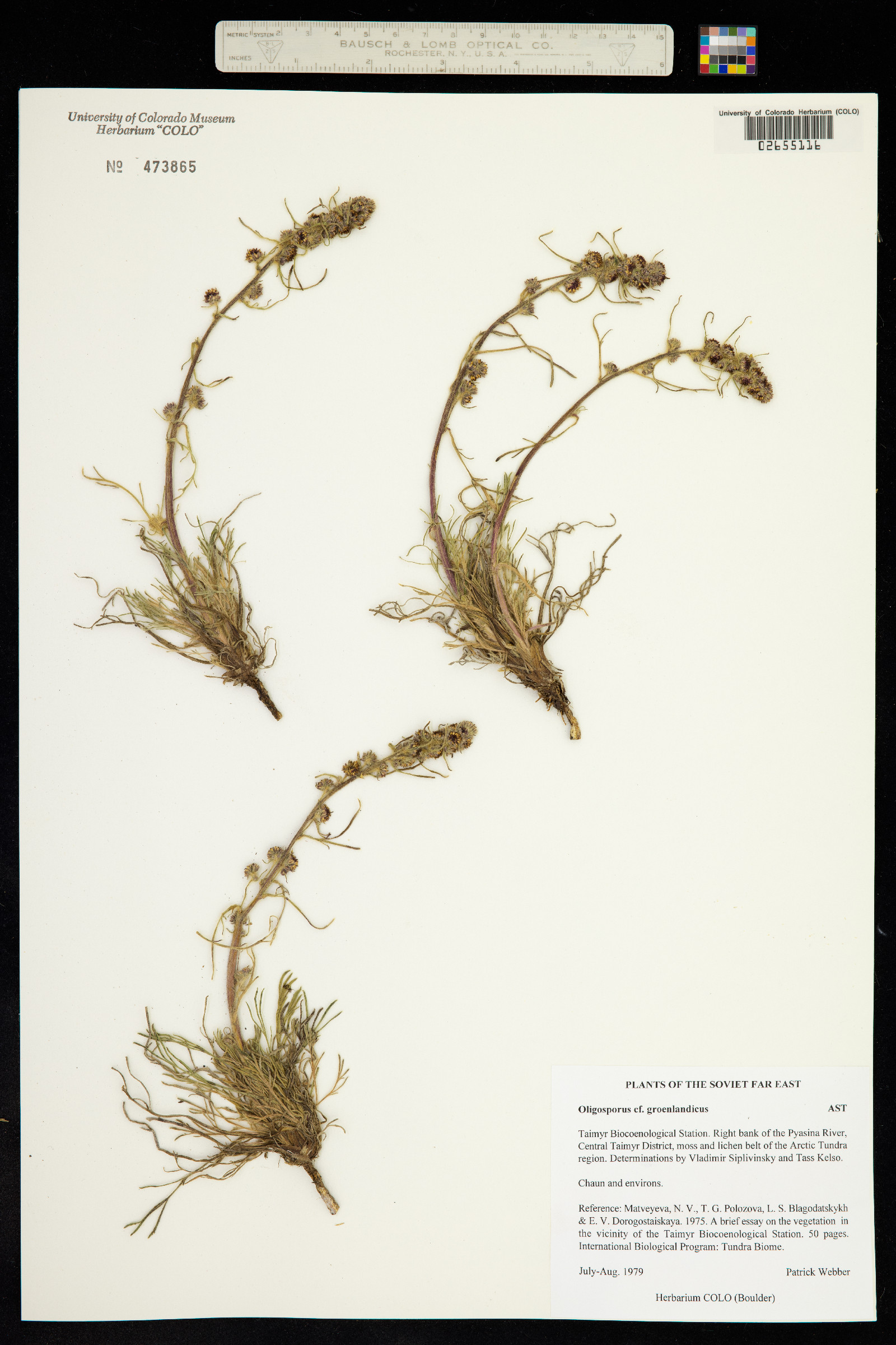 Oligosporus groenlandicus image