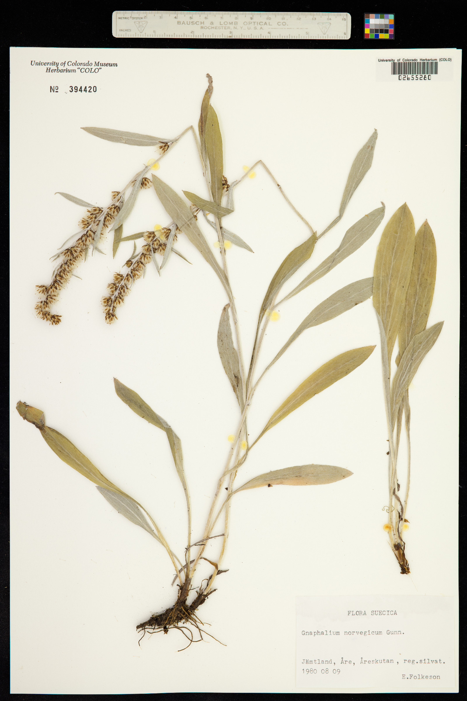 Omalotheca norvegica image