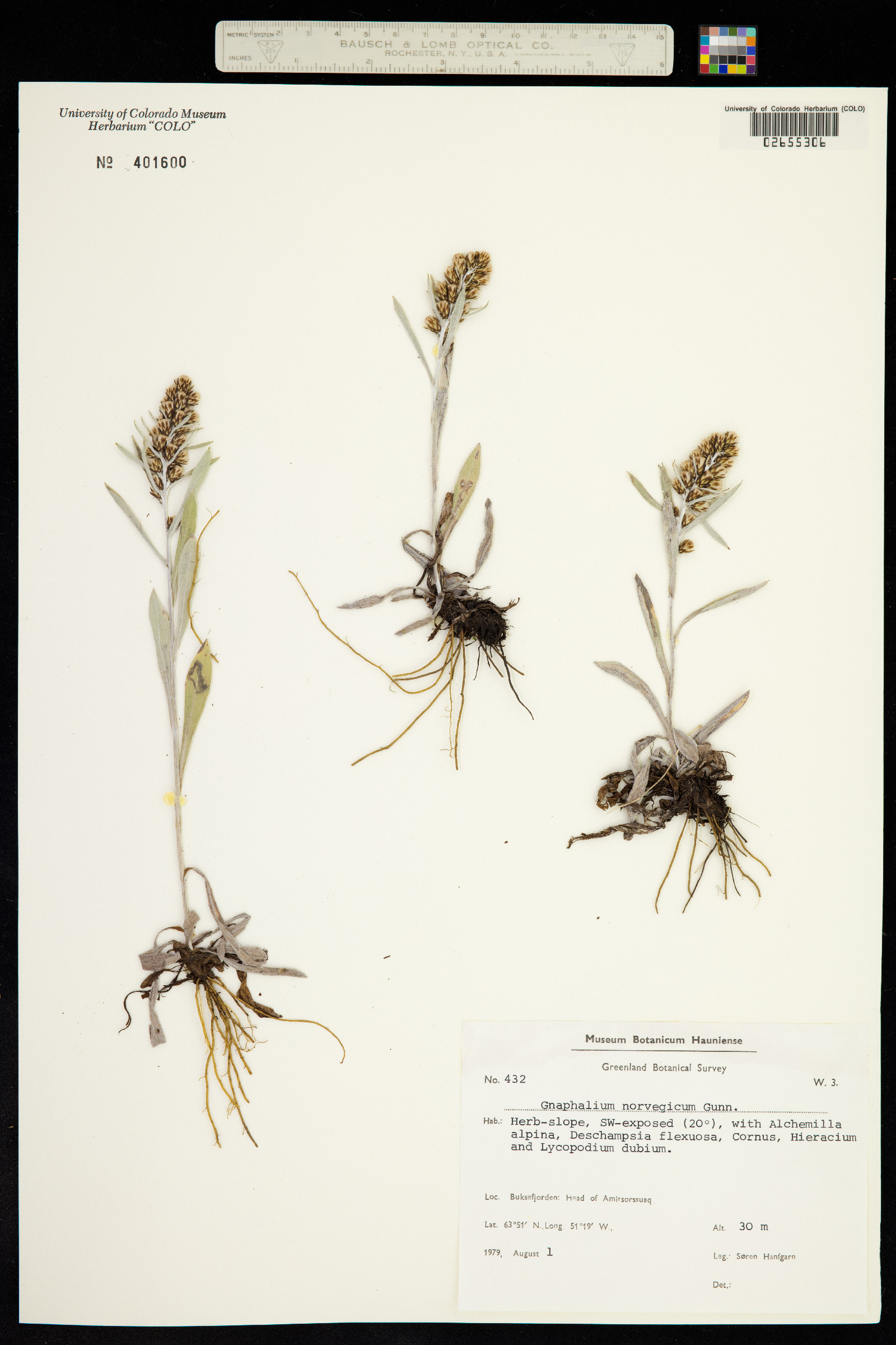Omalotheca norvegica image