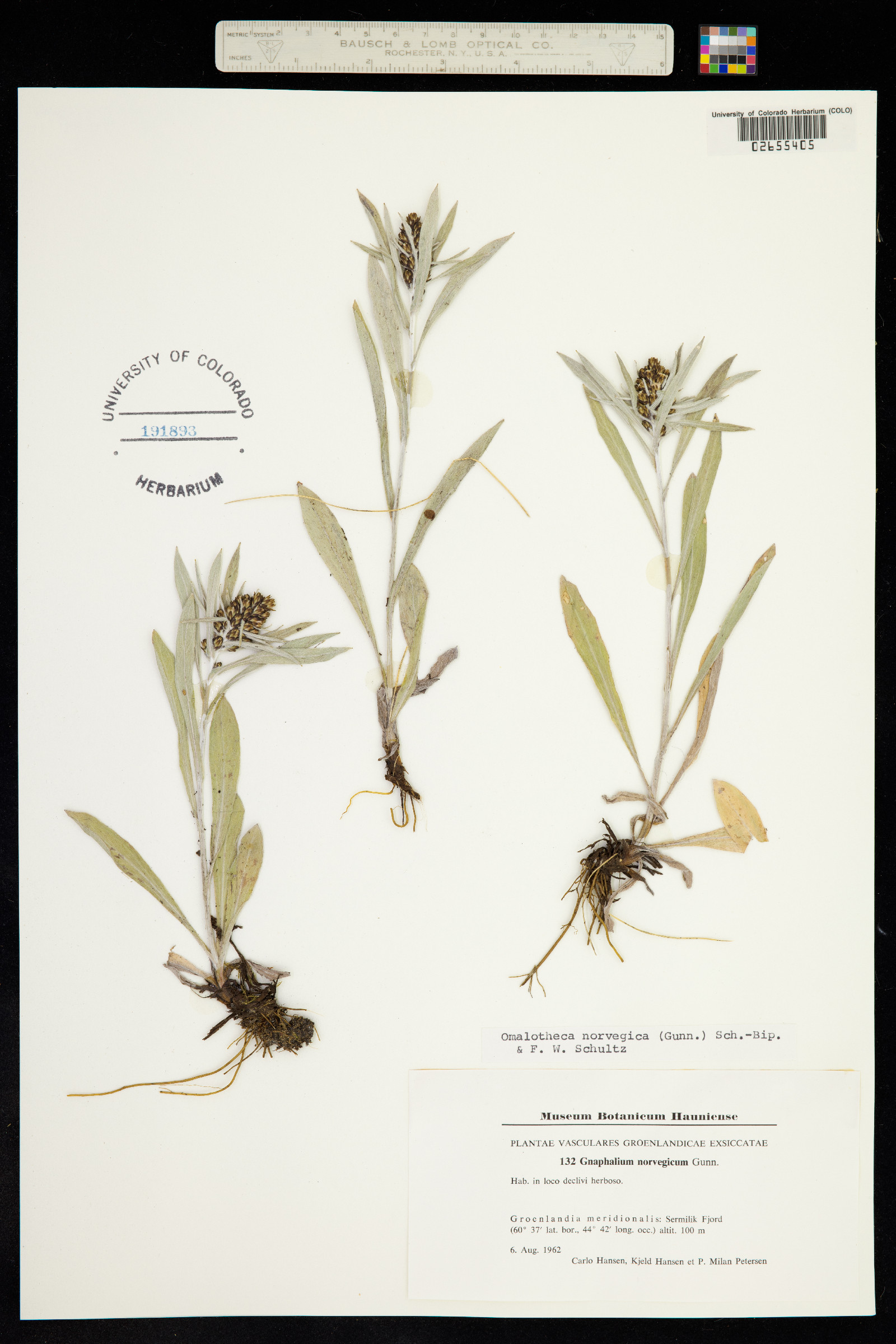 Omalotheca norvegica image