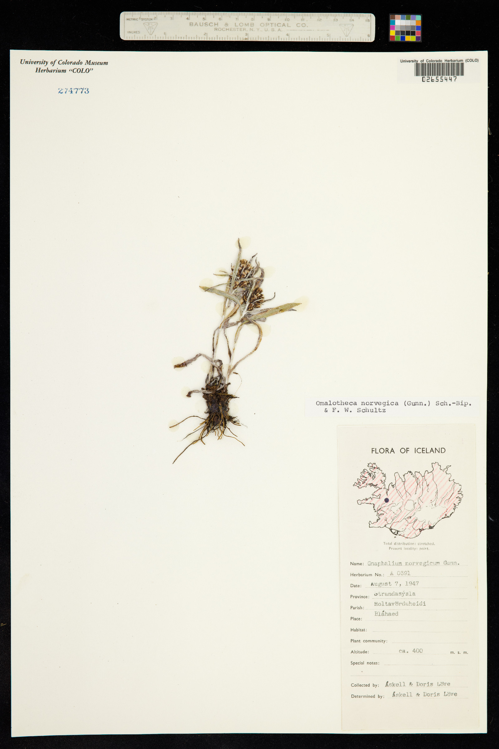 Omalotheca norvegica image