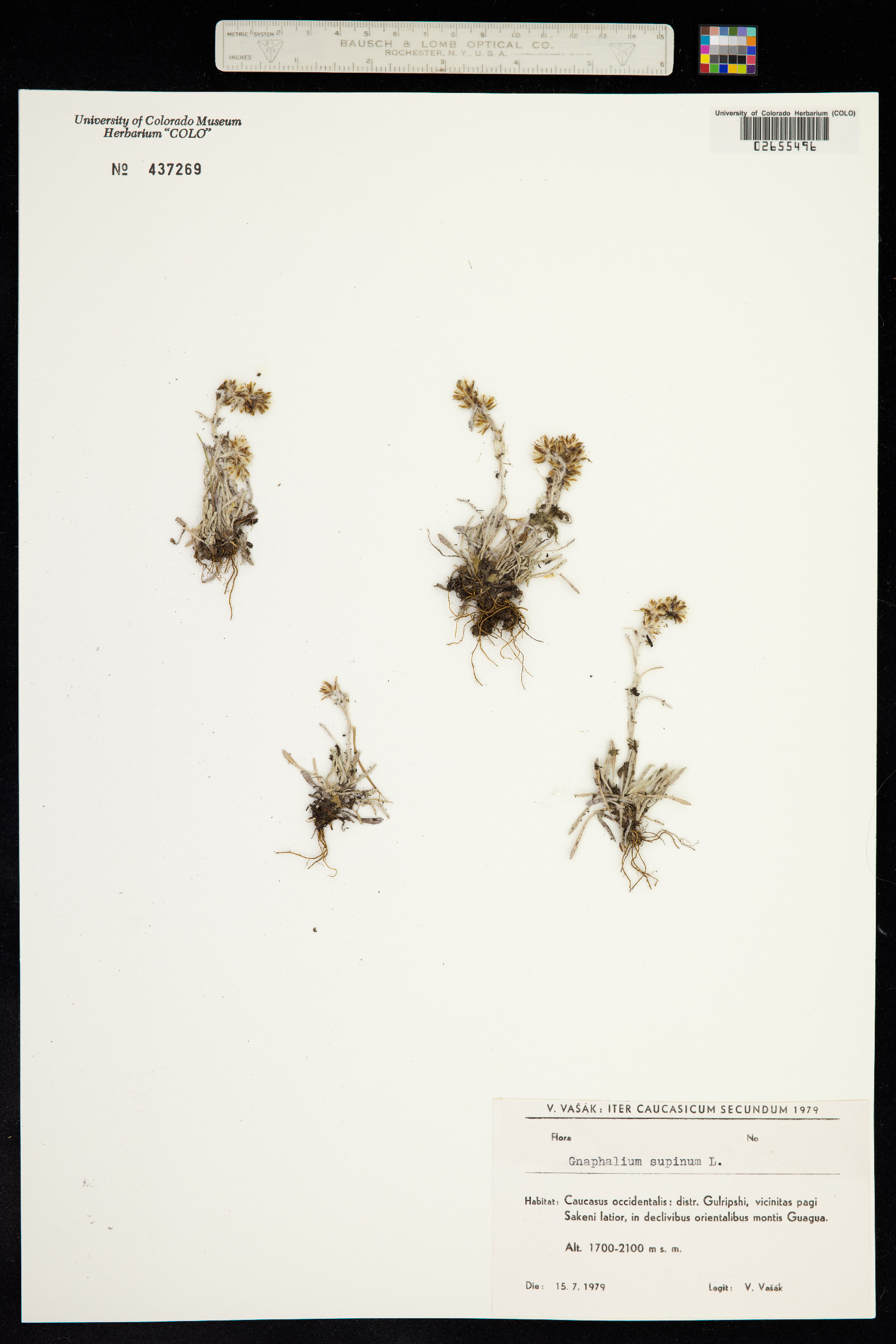 Omalotheca supina image