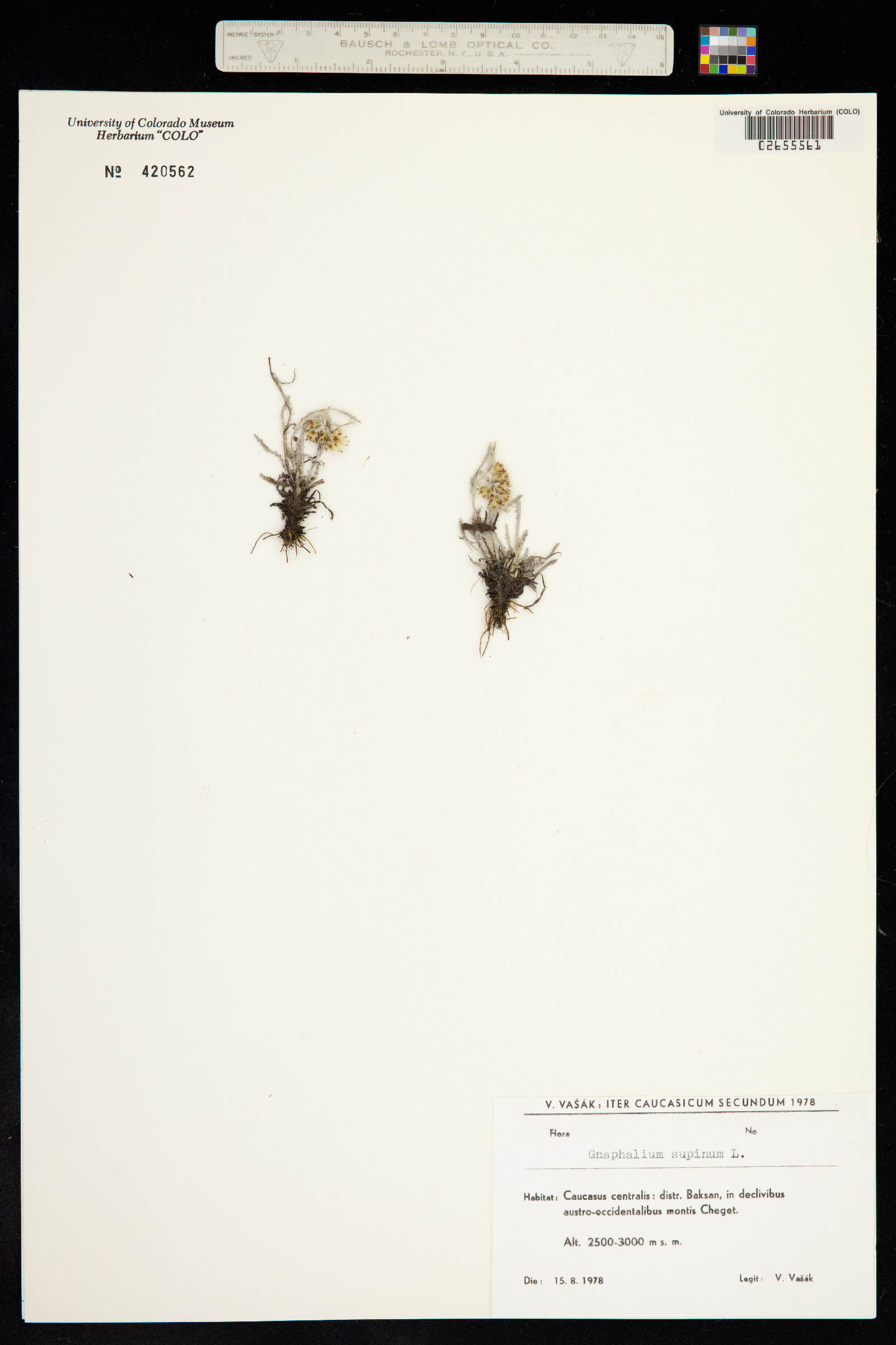 Omalotheca supina image