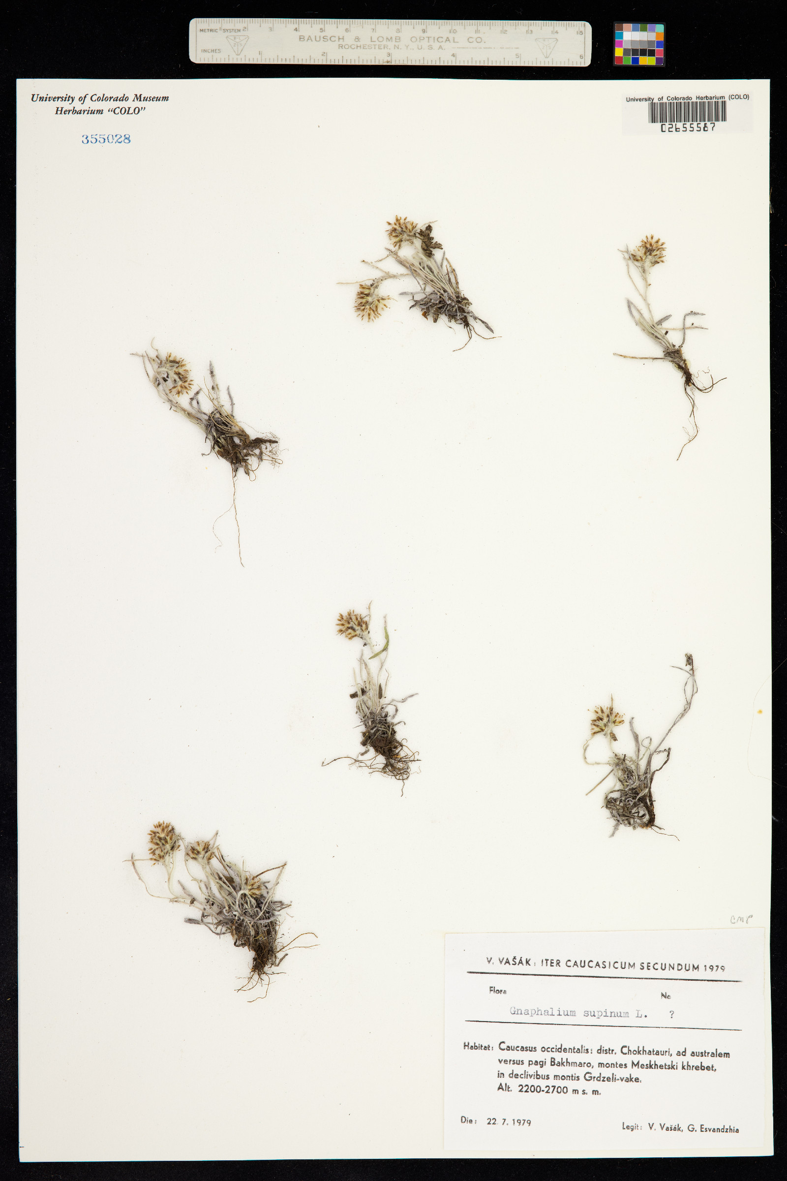 Omalotheca supina image