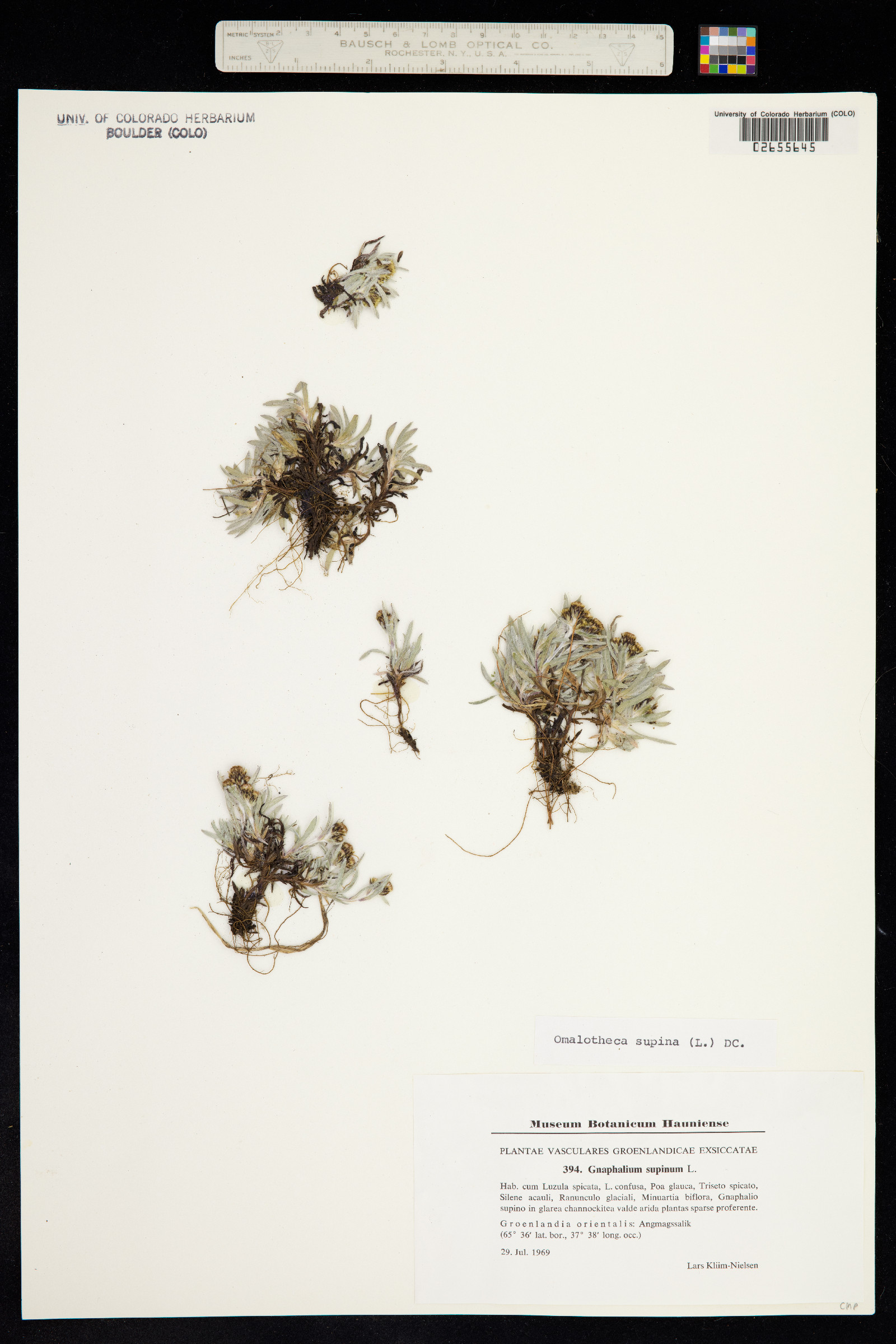 Omalotheca supina image