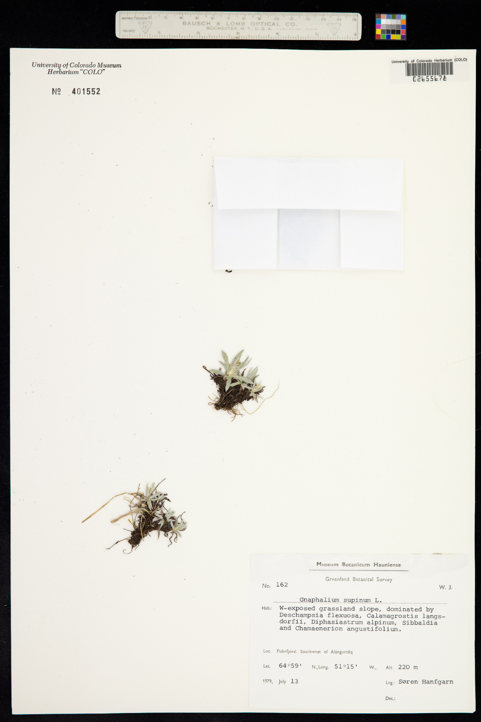 Omalotheca supina image
