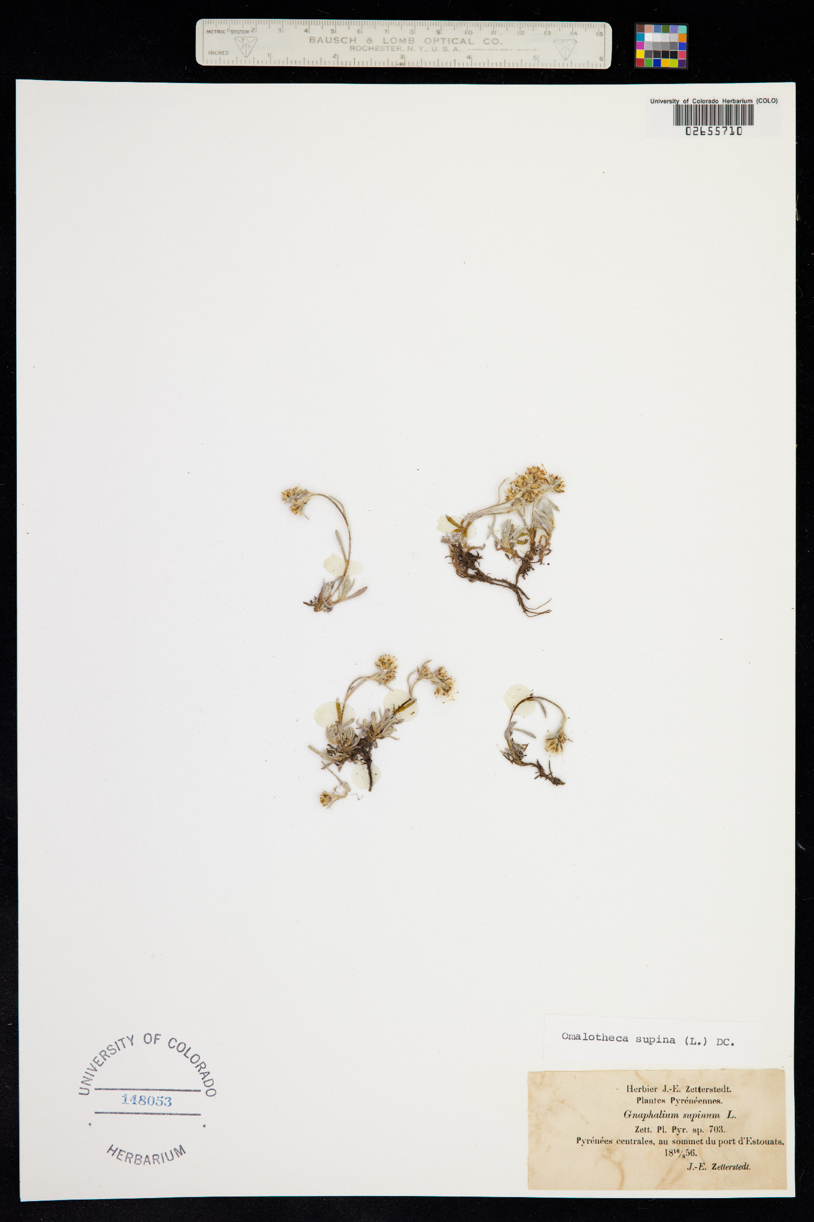 Omalotheca supina image