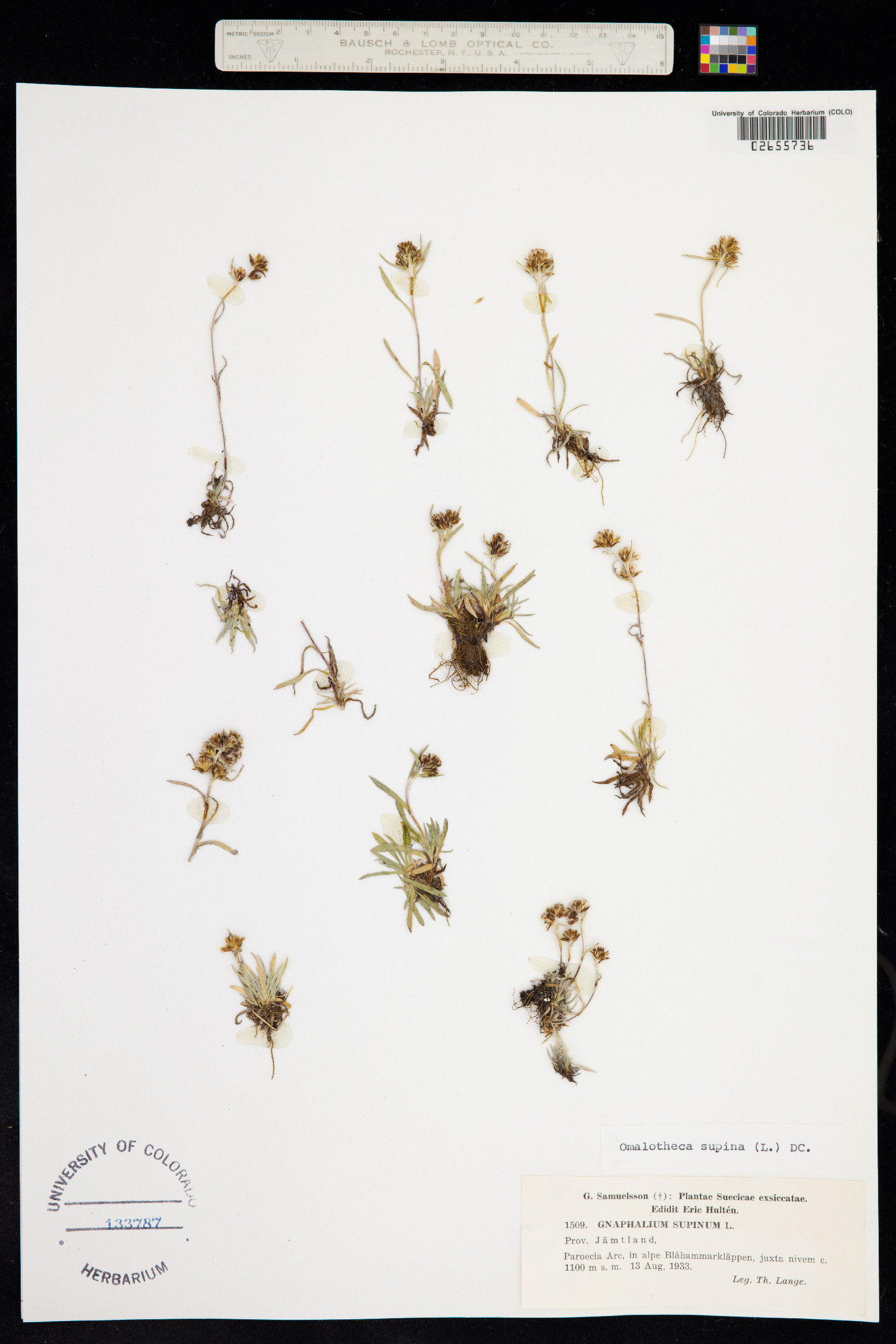 Omalotheca supina image