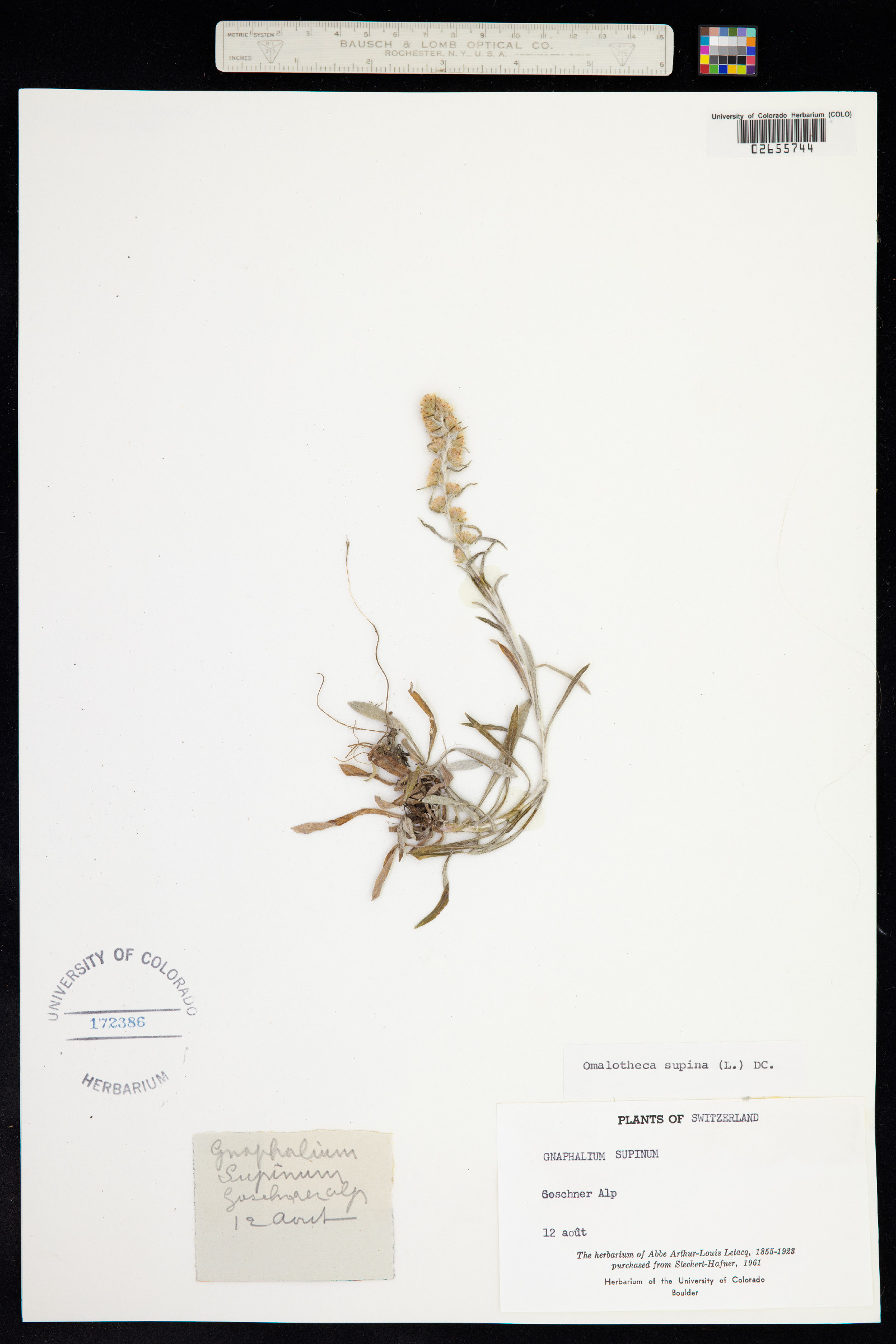 Omalotheca supina image