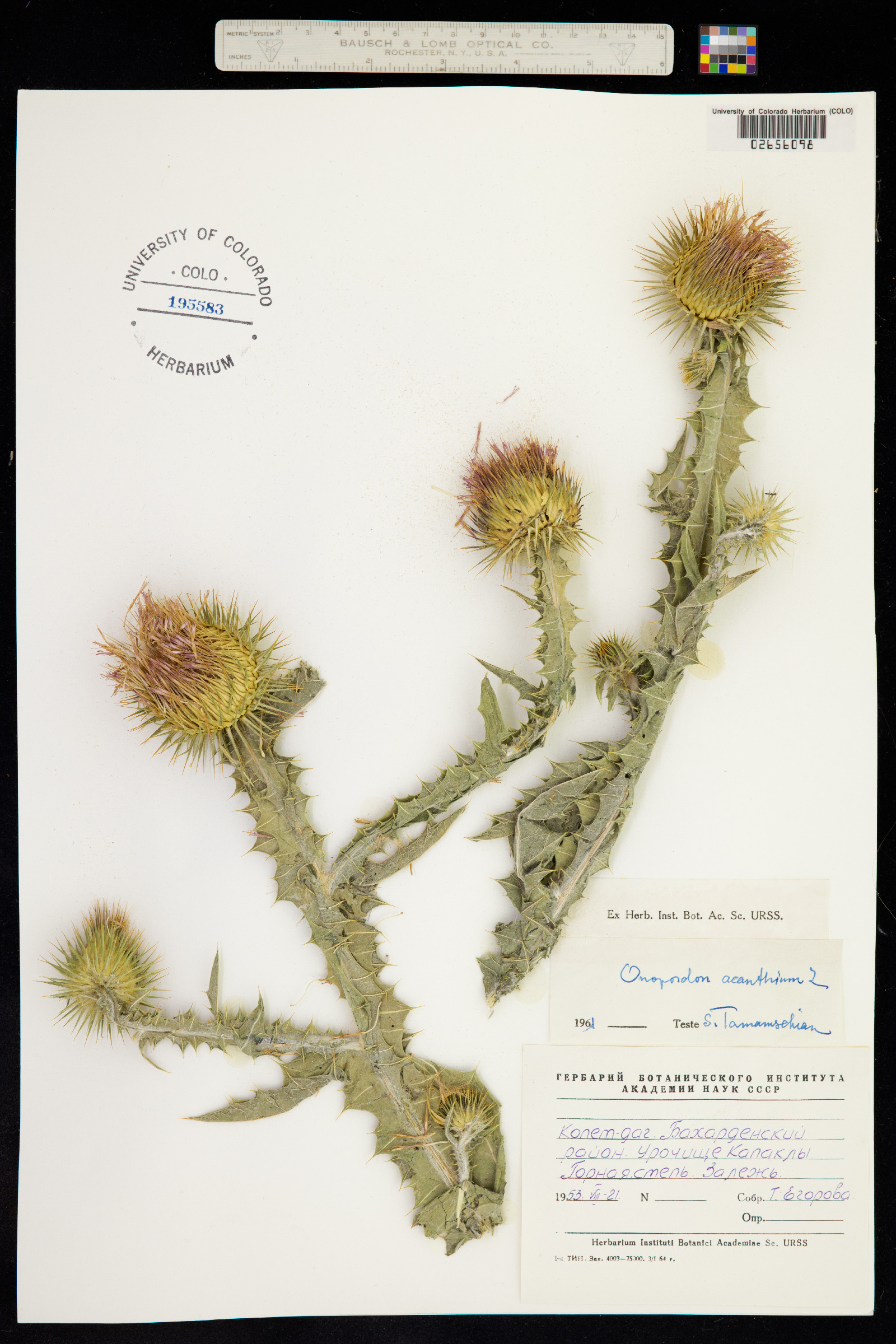 Onopordum acanthium image