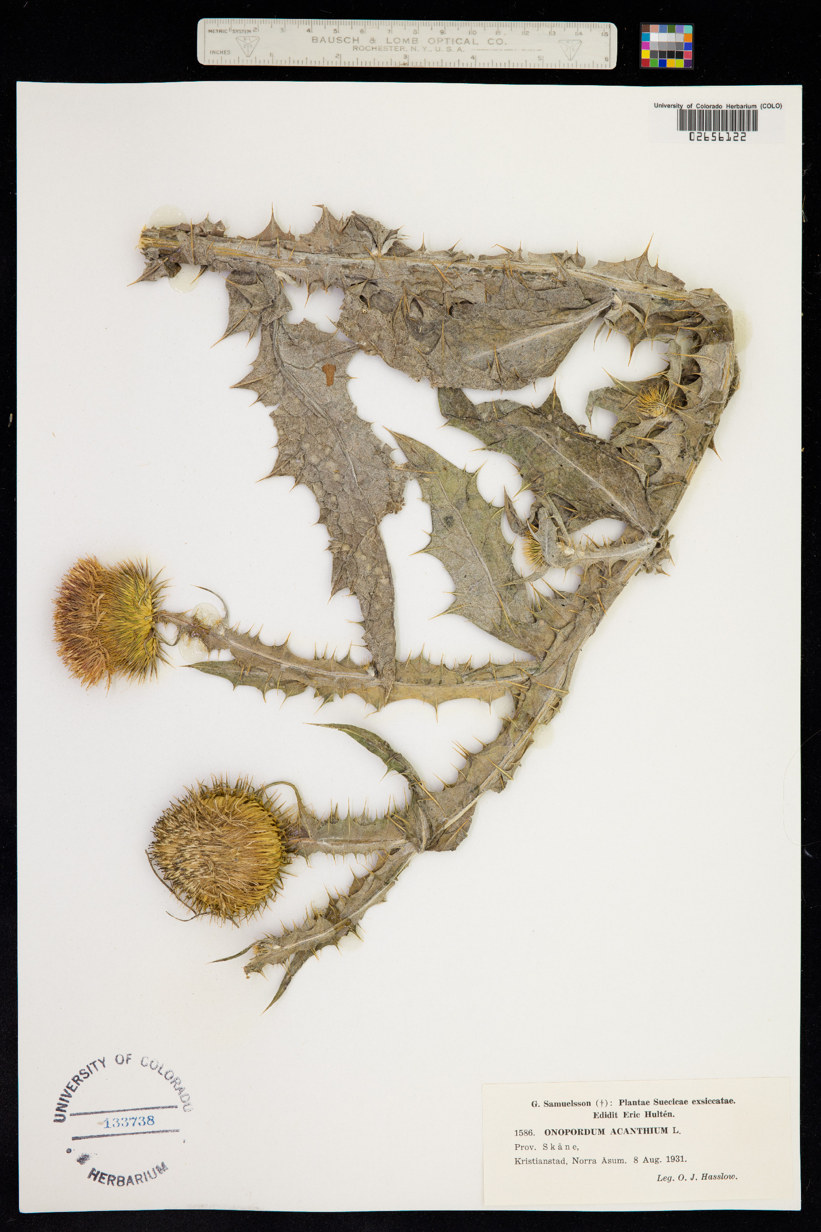 Onopordum acanthium image