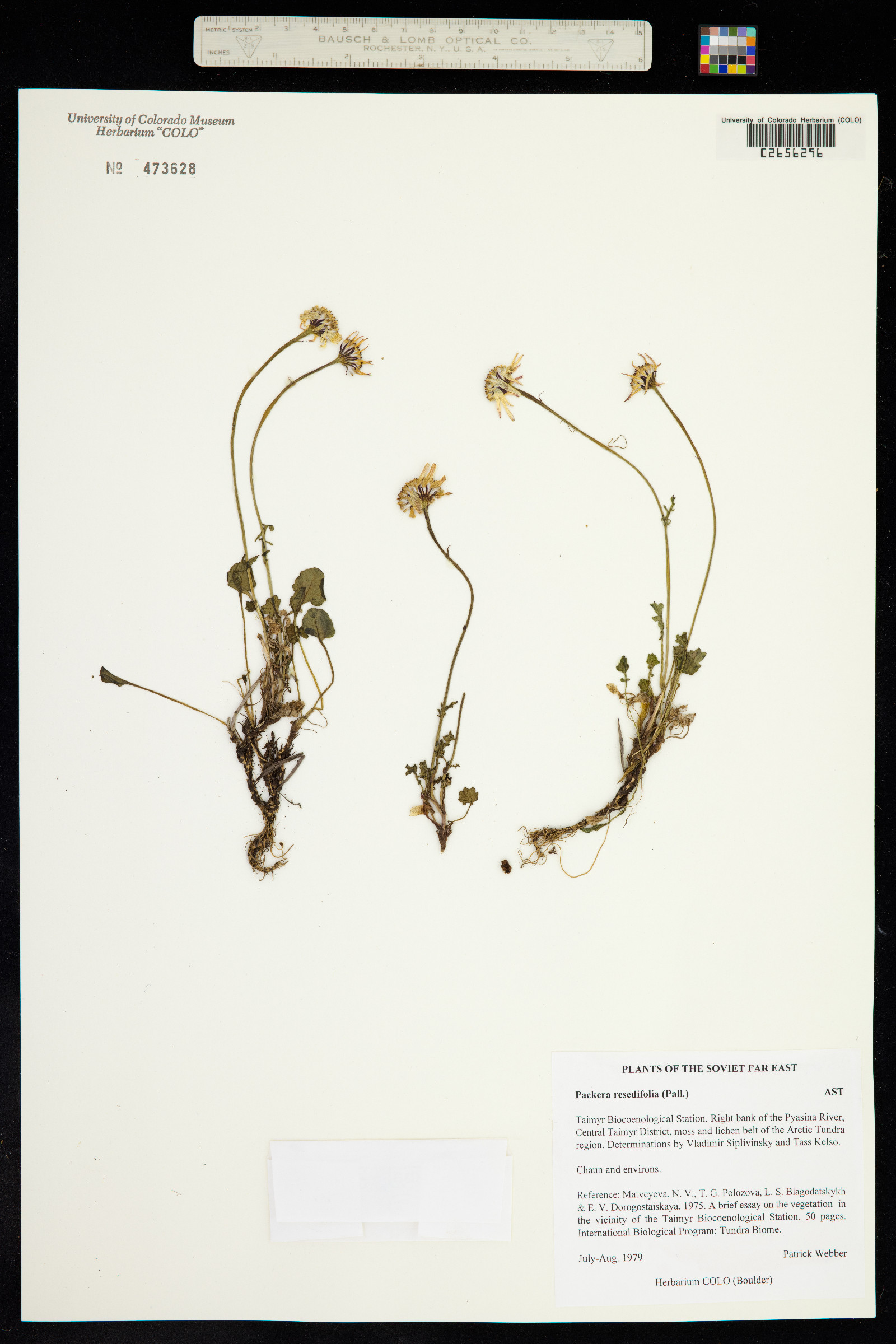Packera cymbalaria image