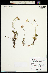 Image of Packera resedifolia