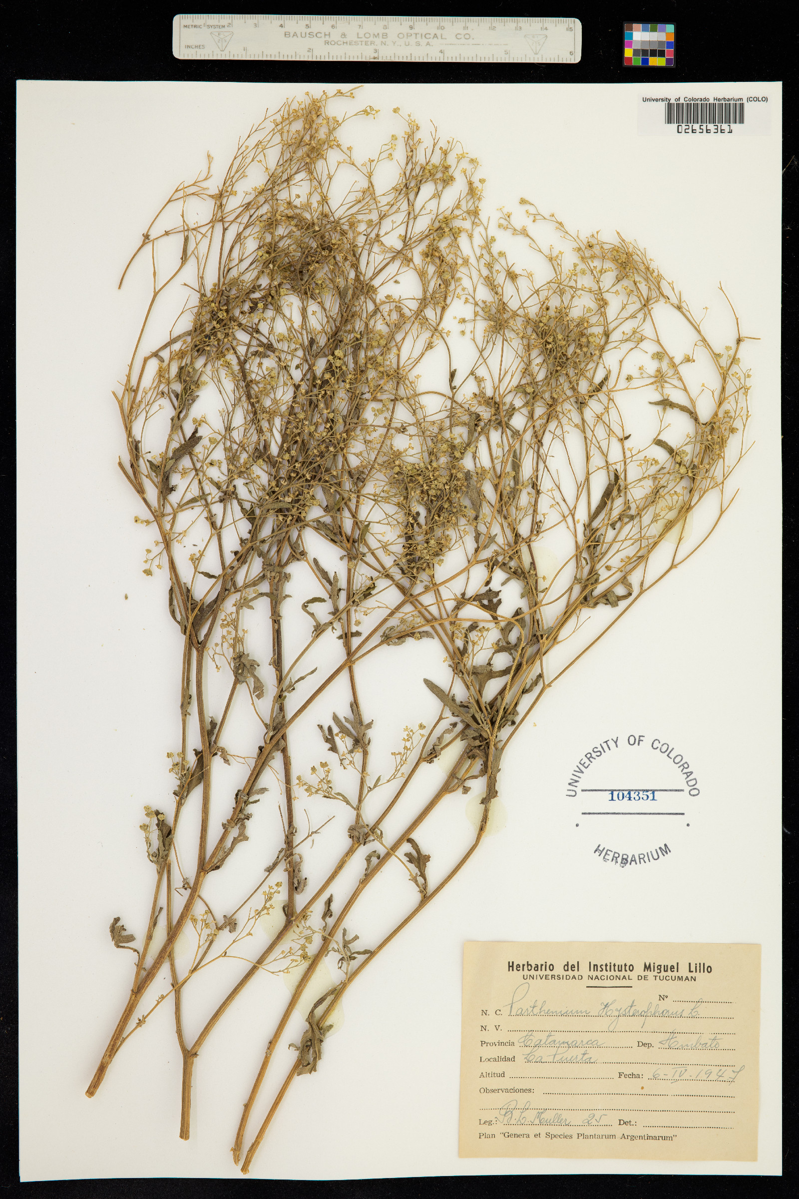 Parthenium hysterophorus image