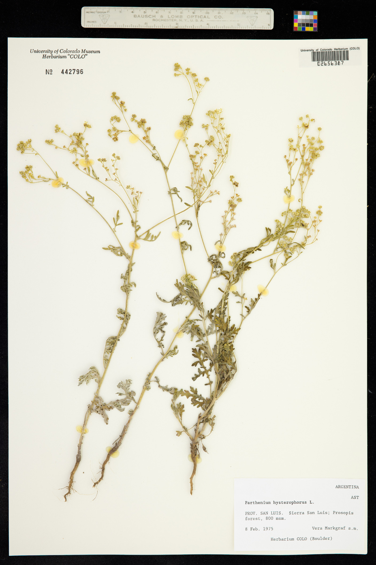 Parthenium hysterophorus image