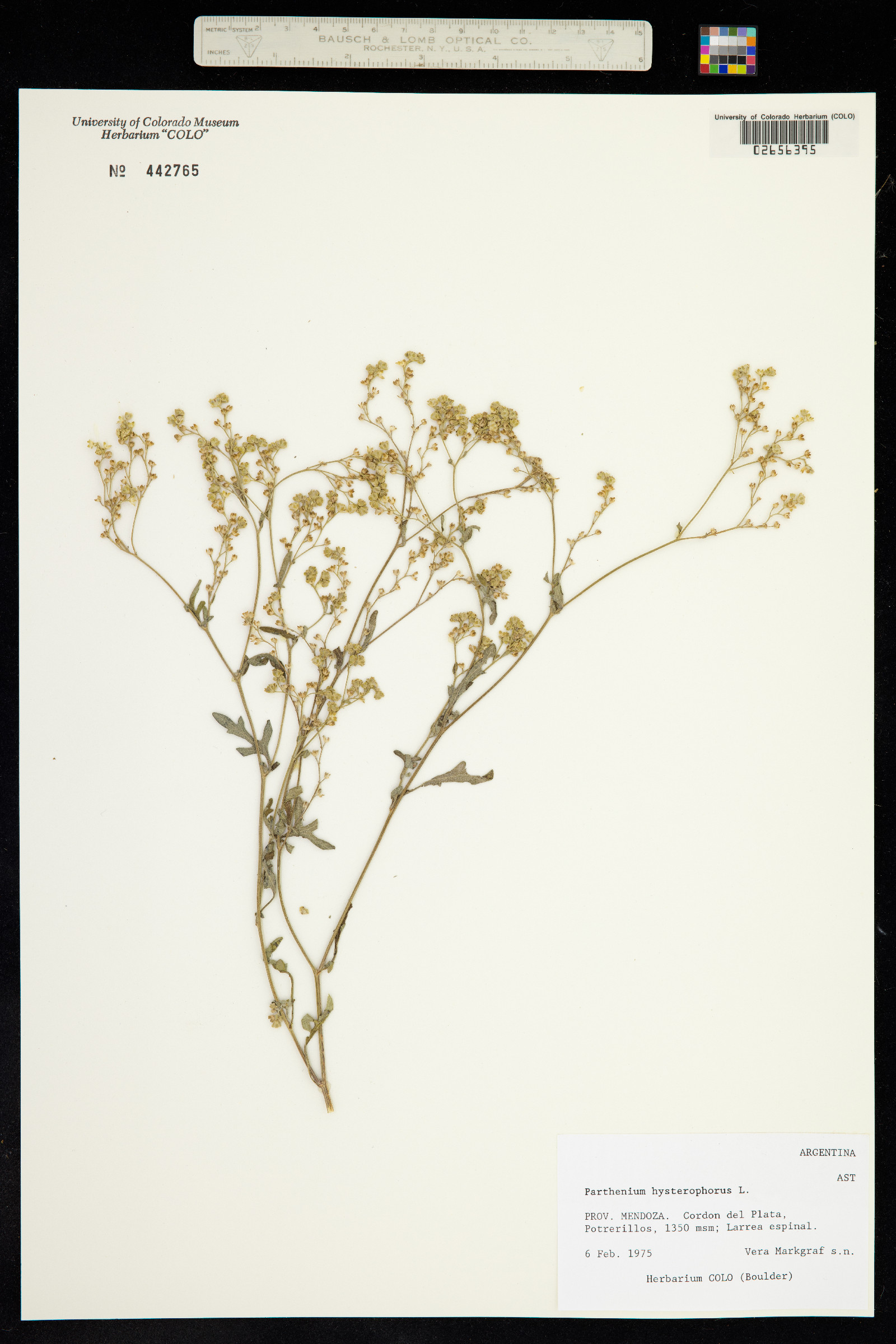 Parthenium hysterophorus image