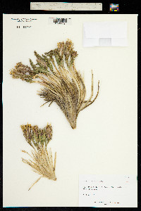 Perezia carthamoides image