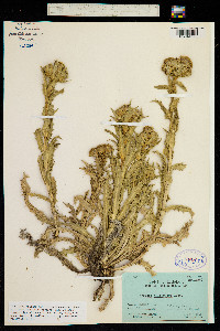 Image of Perezia multiflora