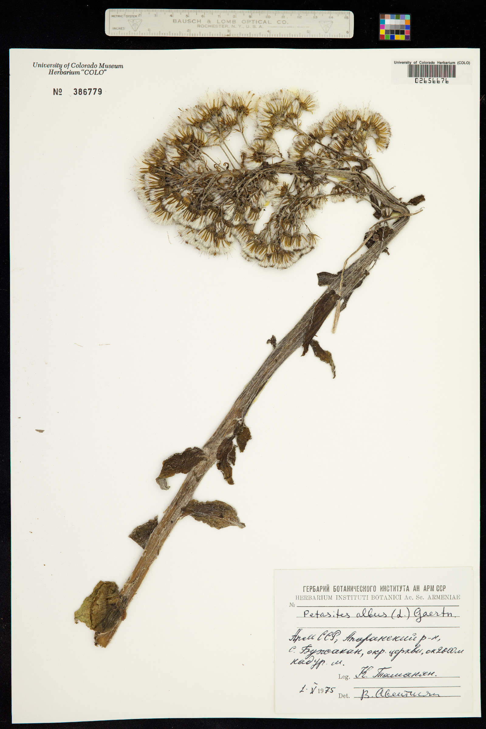 Petasites albus image