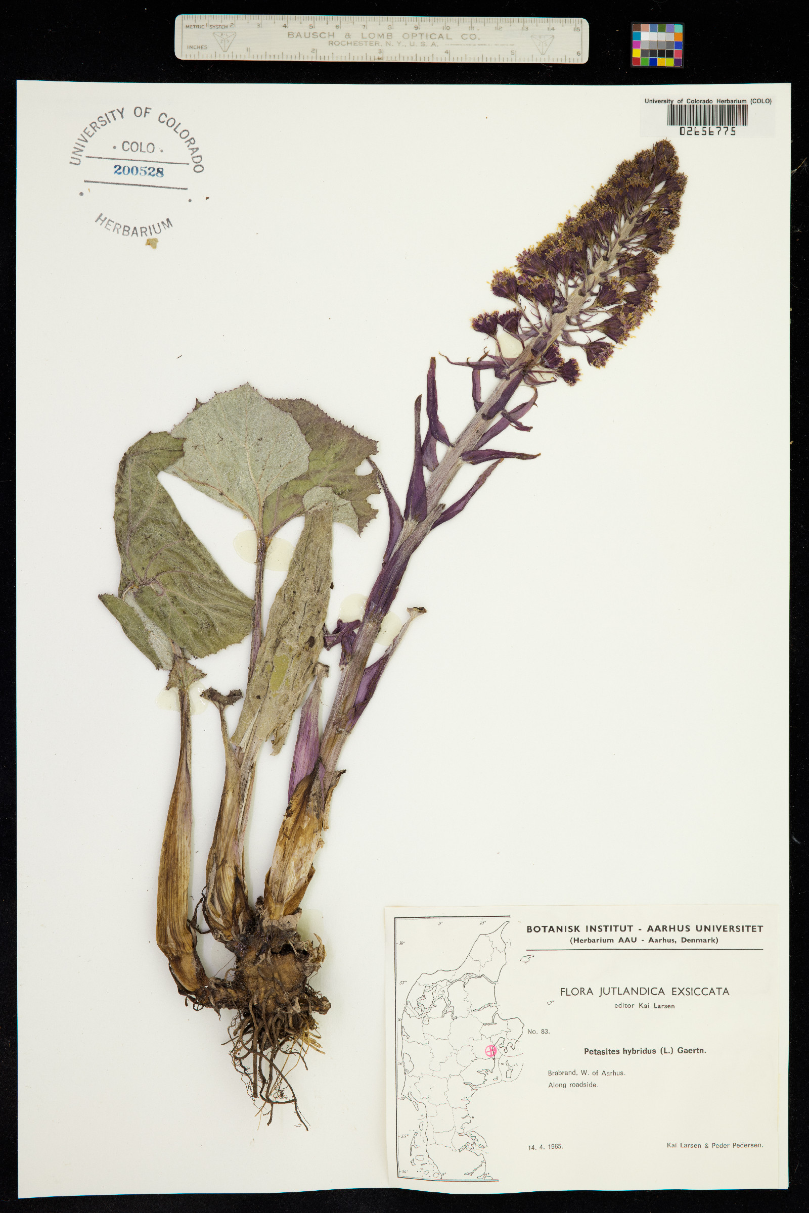 Petasites hybridus image