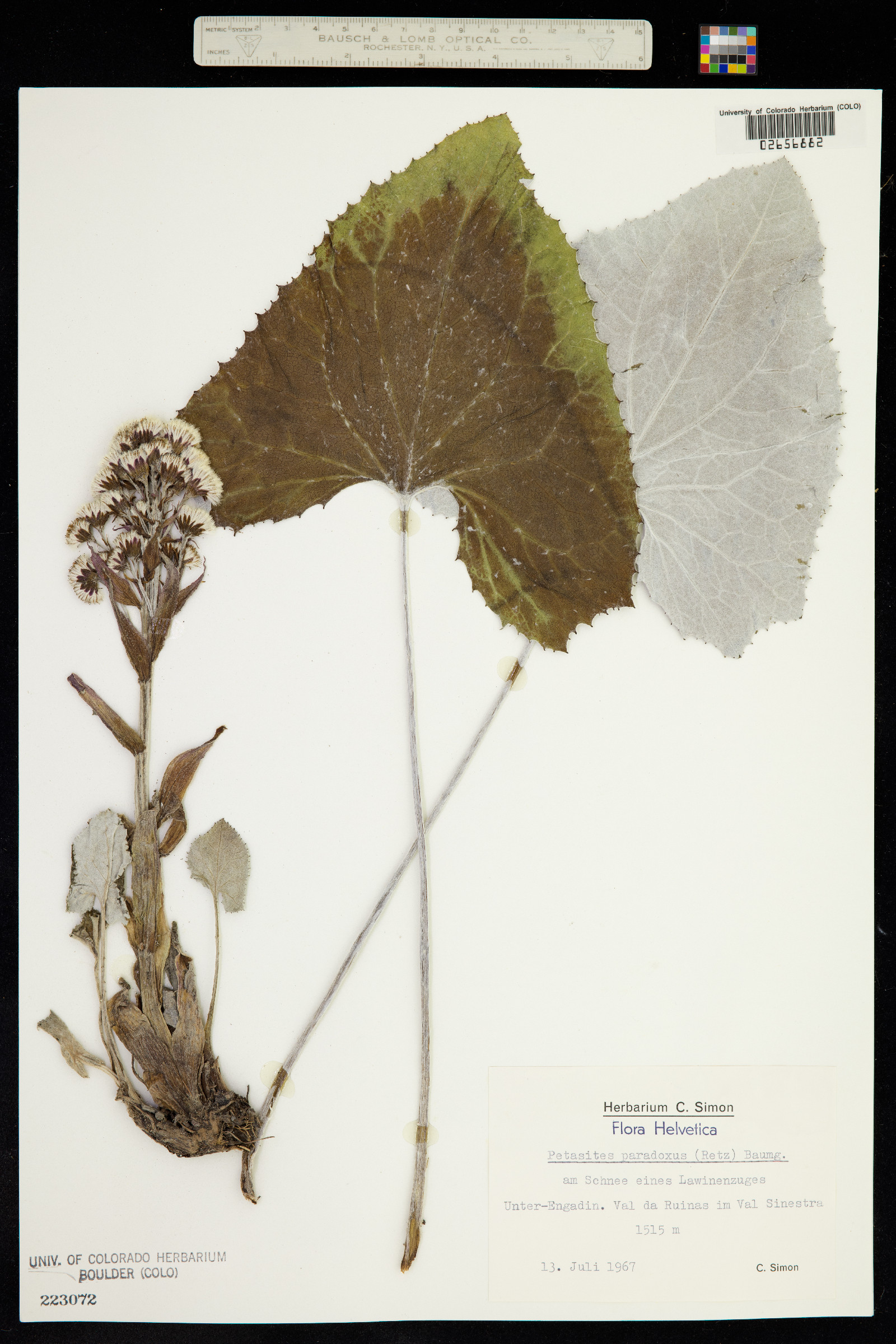 Petasites paradoxus image