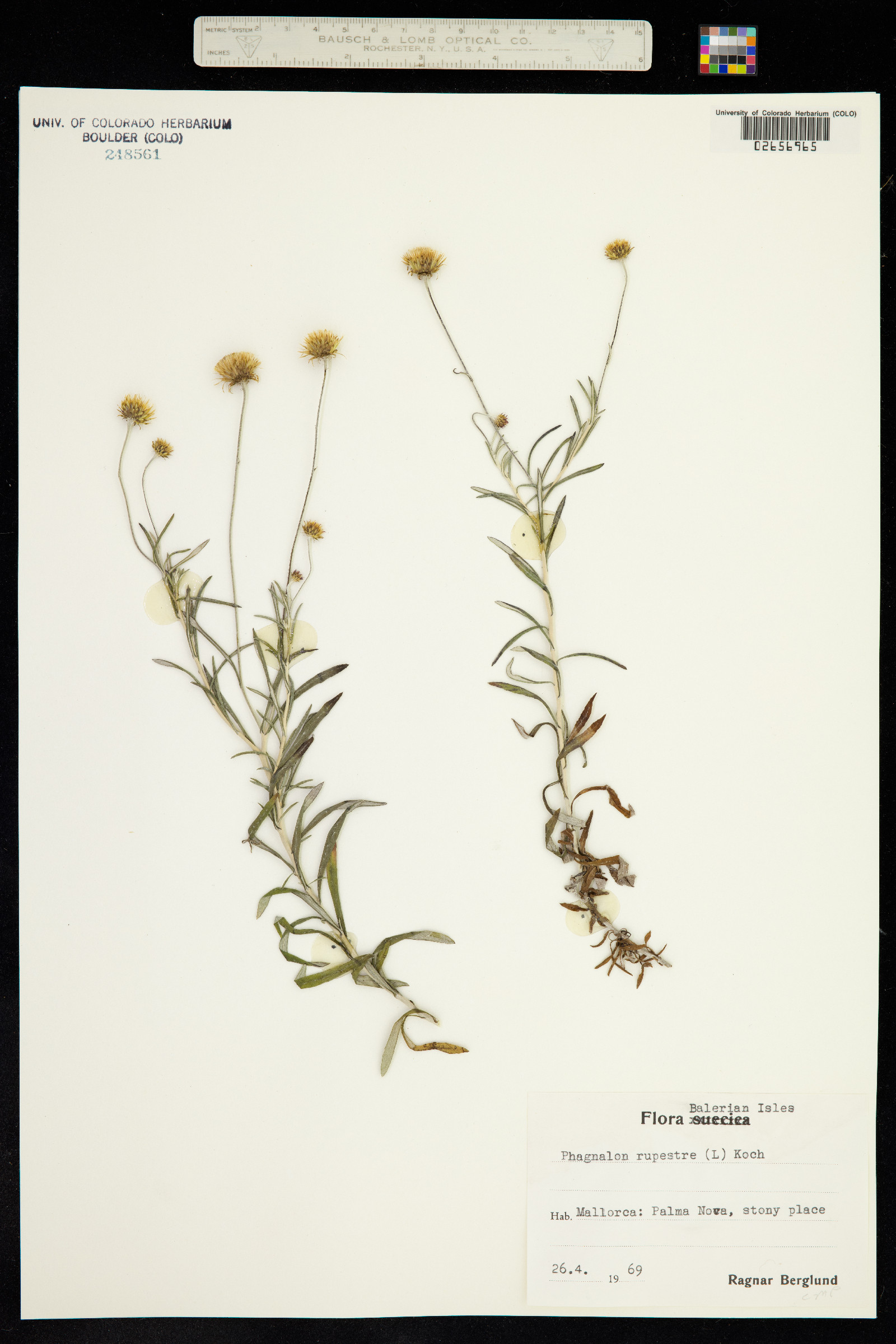 Phagnalon rupestre image