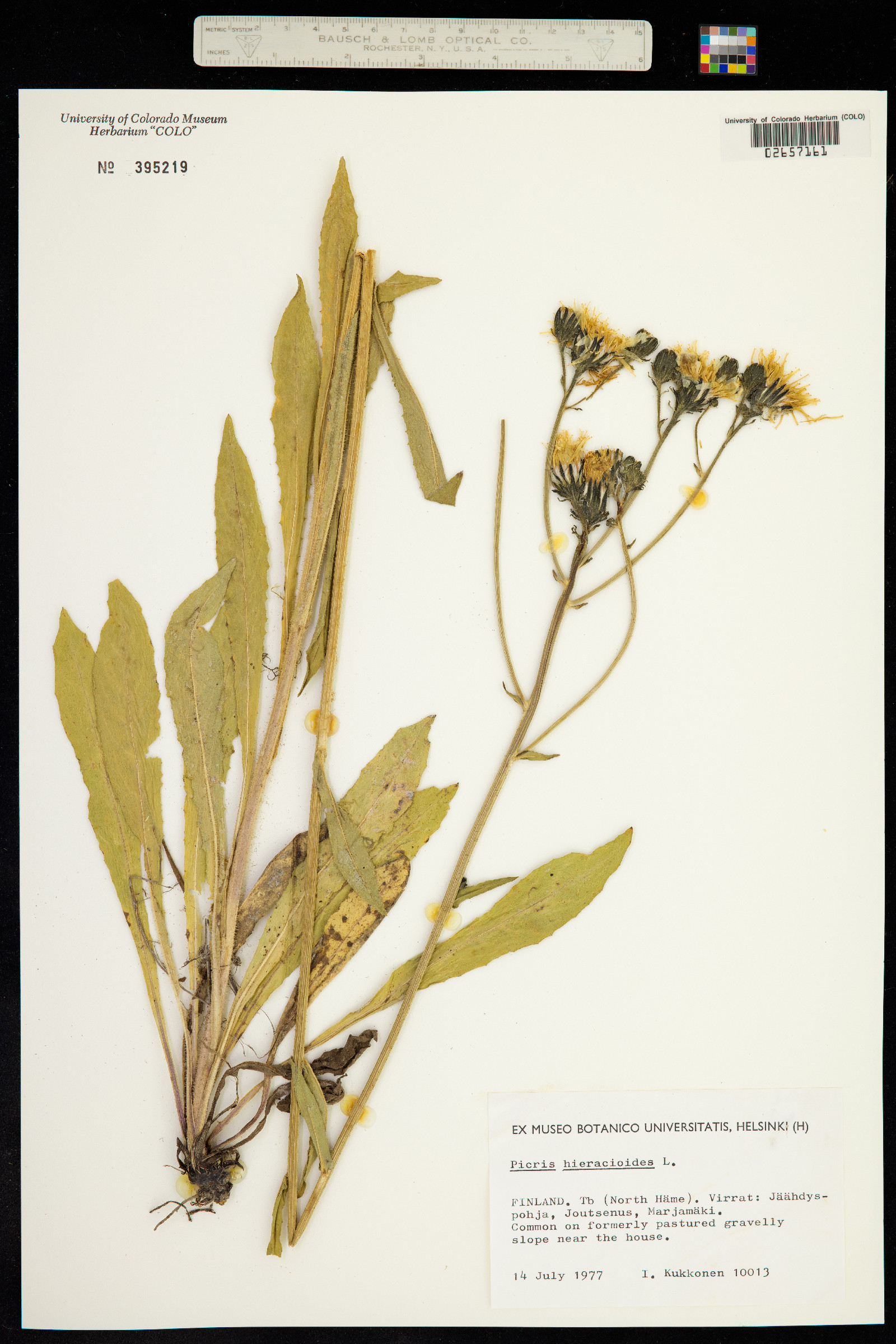 Picris hieracioides image