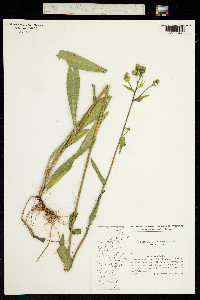 Image of Picris hieracioides