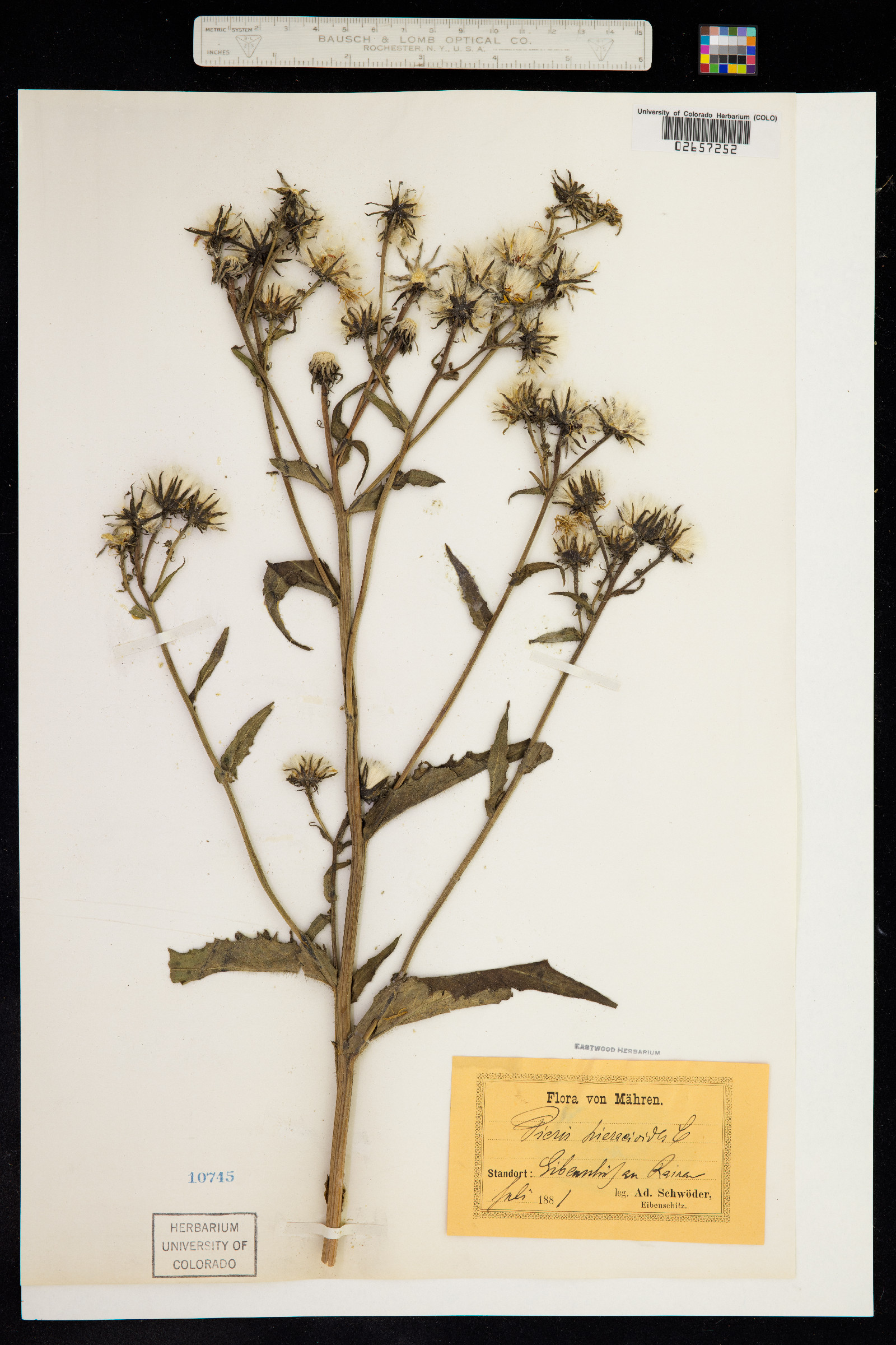 Picris hieracioides image