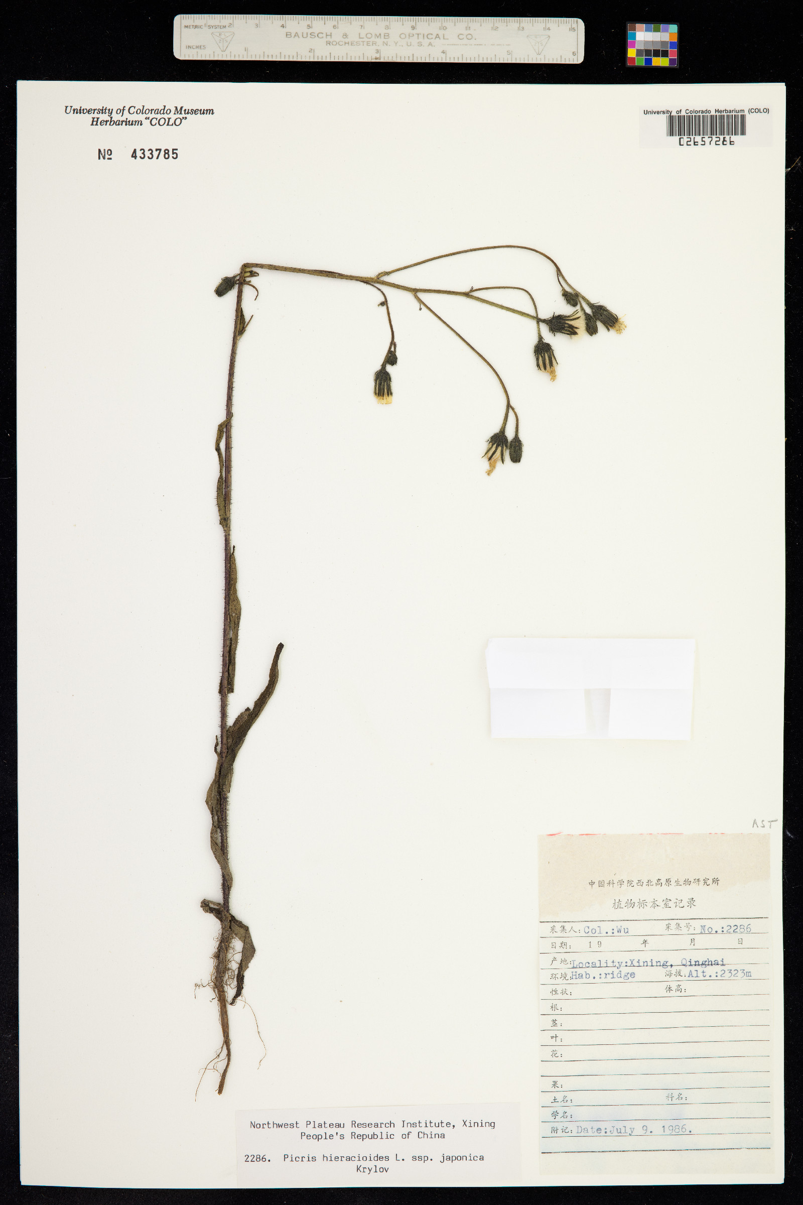Picris hieracioides image