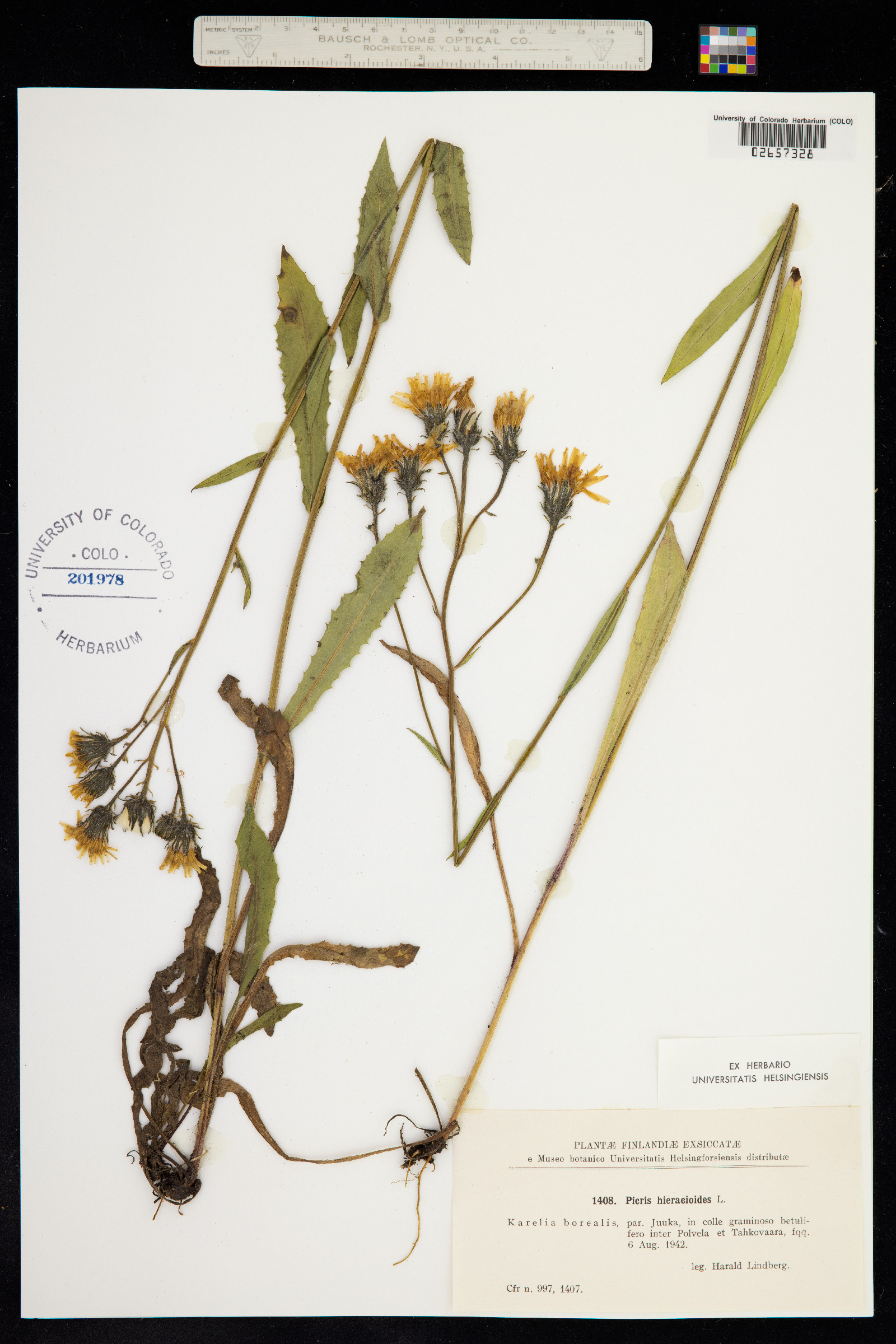 Picris hieracioides image