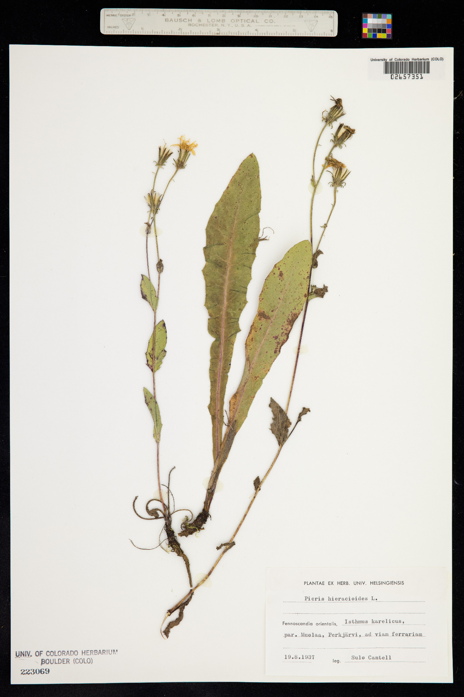 Picris hieracioides image