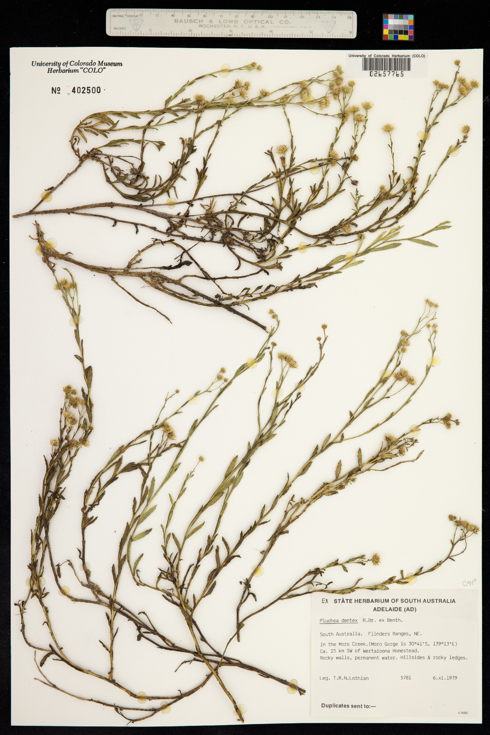 Pluchea dentex image