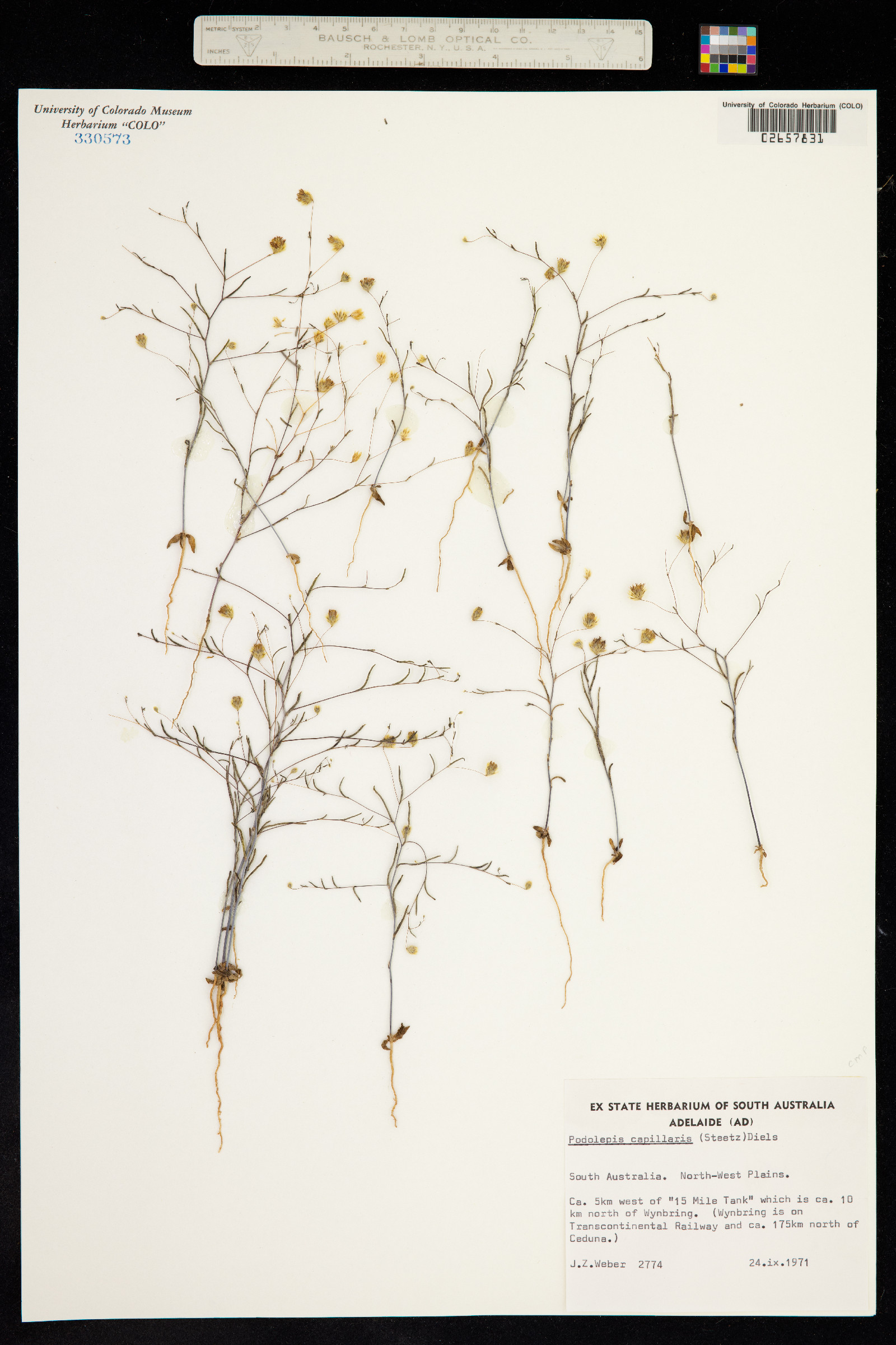 Siemssenia capillaris image