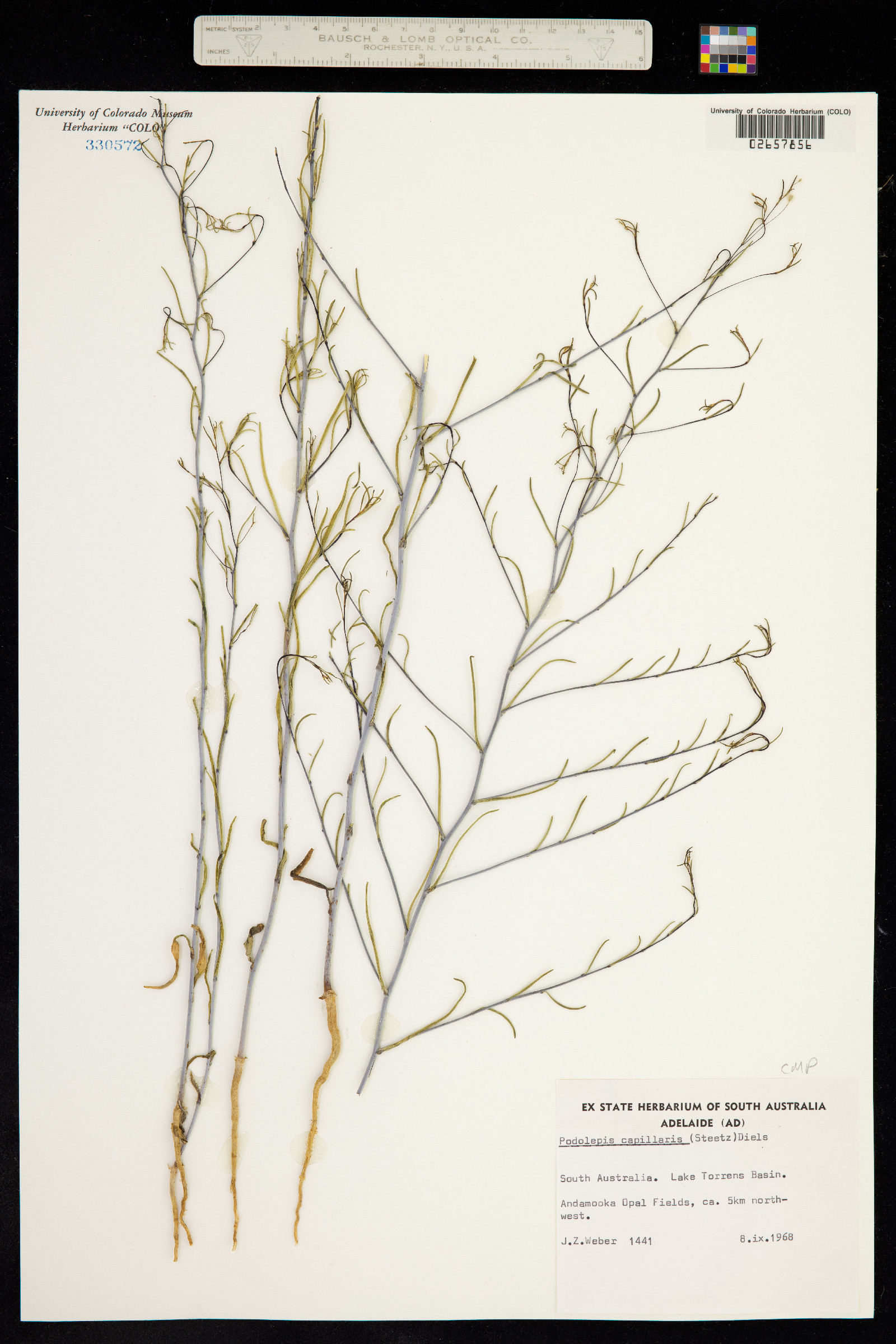 Siemssenia image