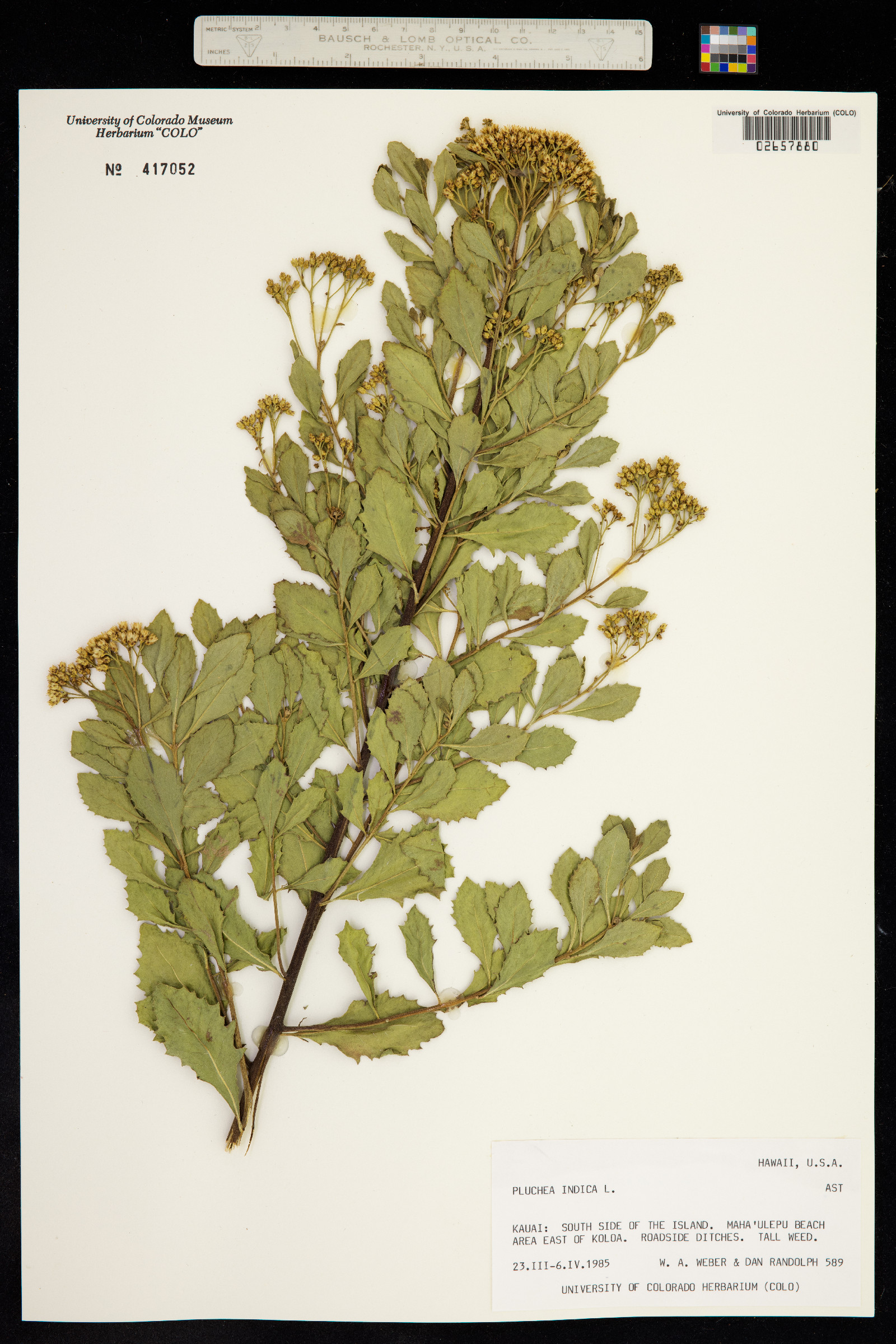 Pluchea indica image