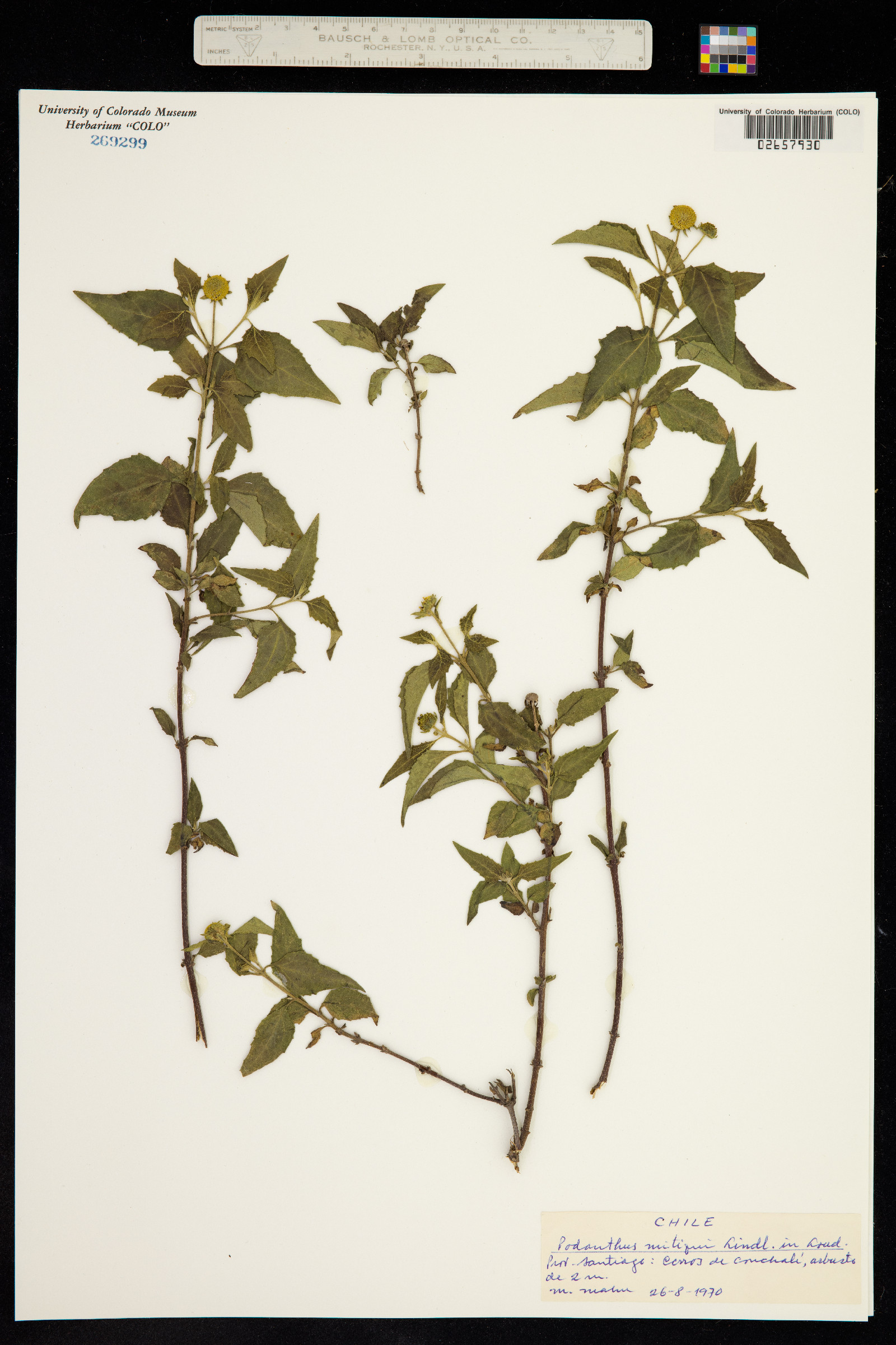 Podanthus mitiqui image