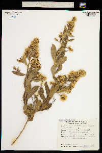 Proustia cuneifolia image