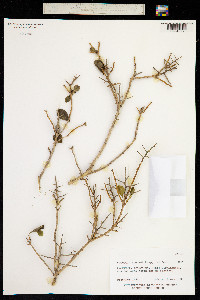 Proustia cuneifolia image