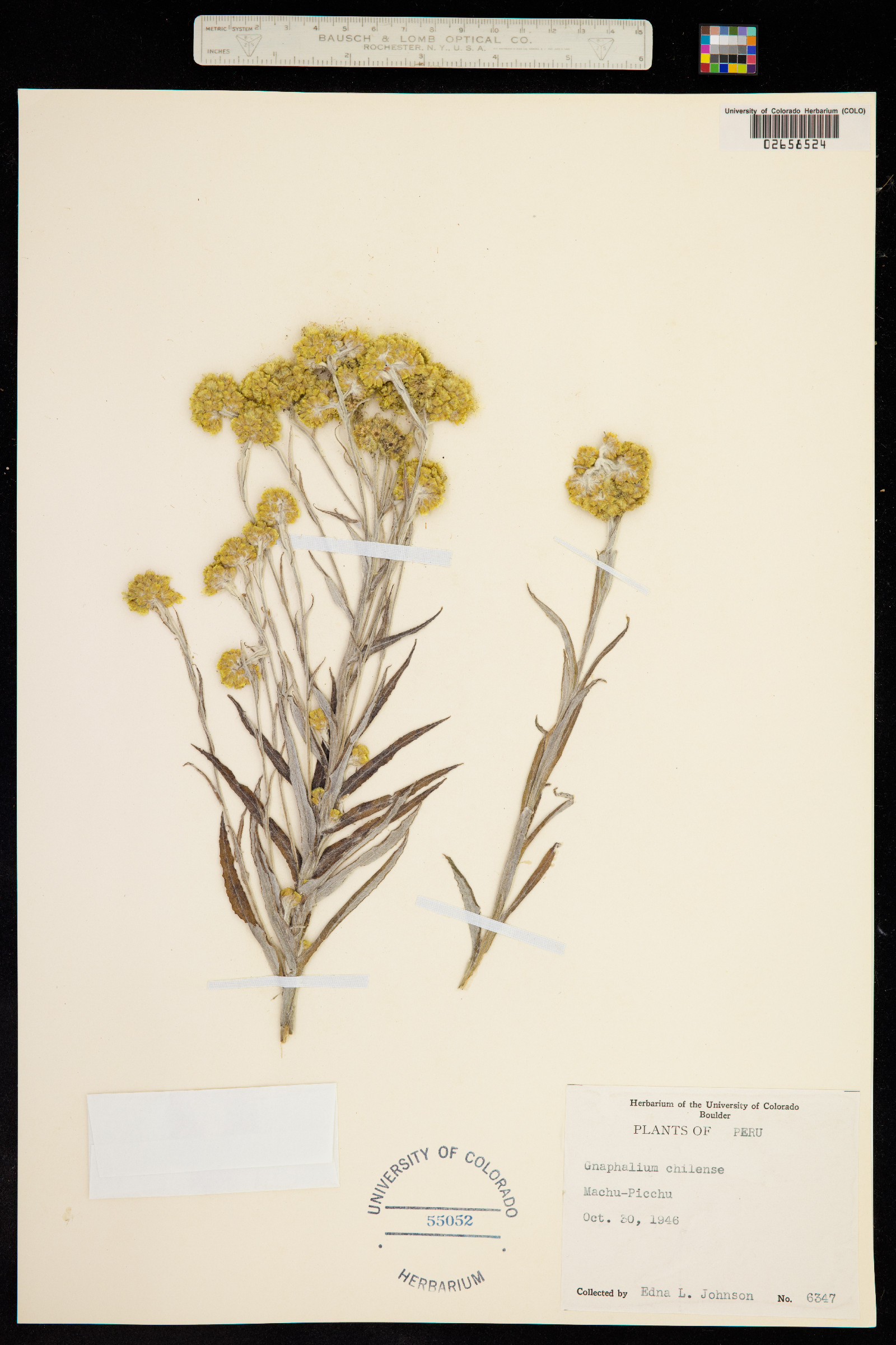 Pseudognaphalium stramineum image