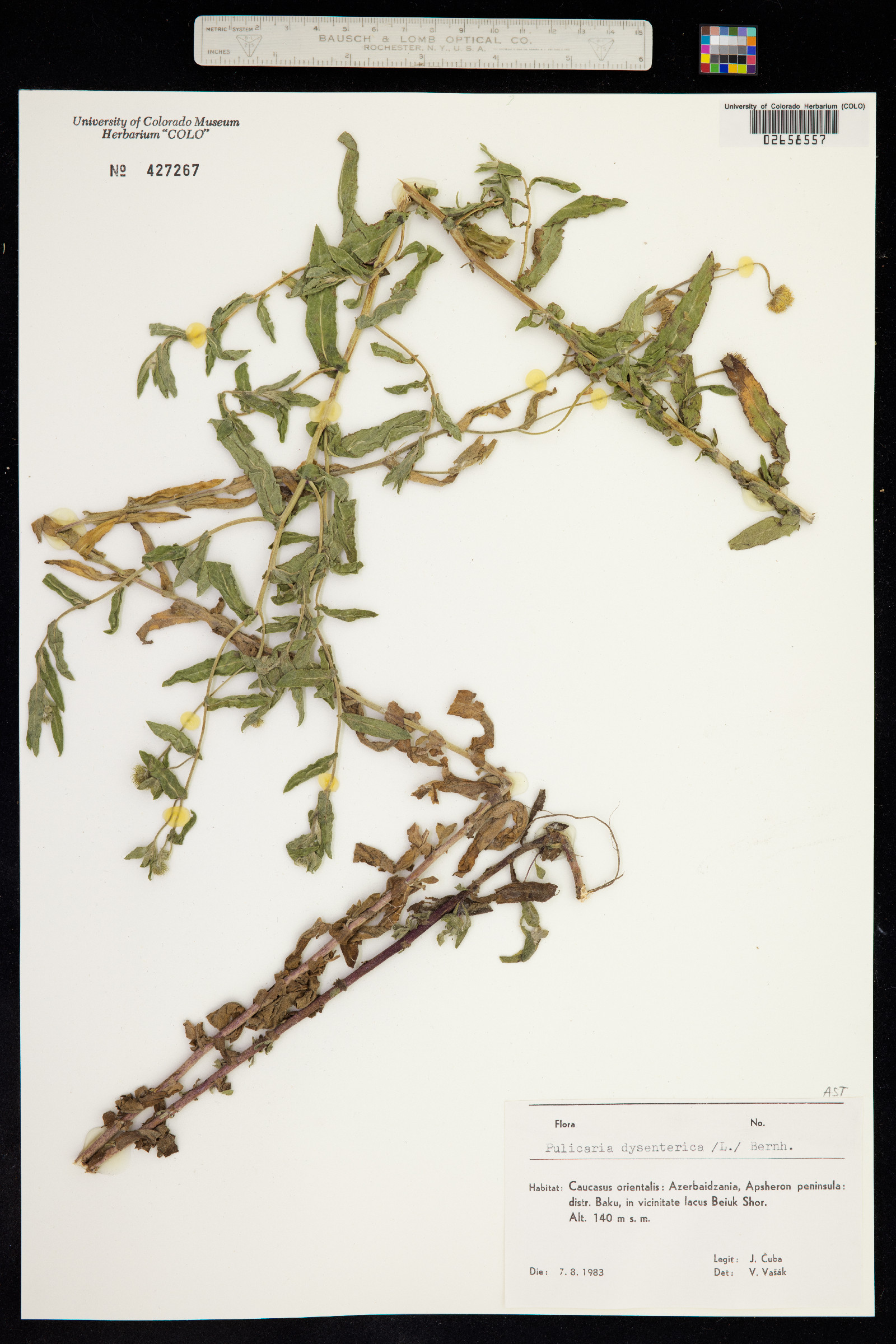 Pulicaria dysenterica image