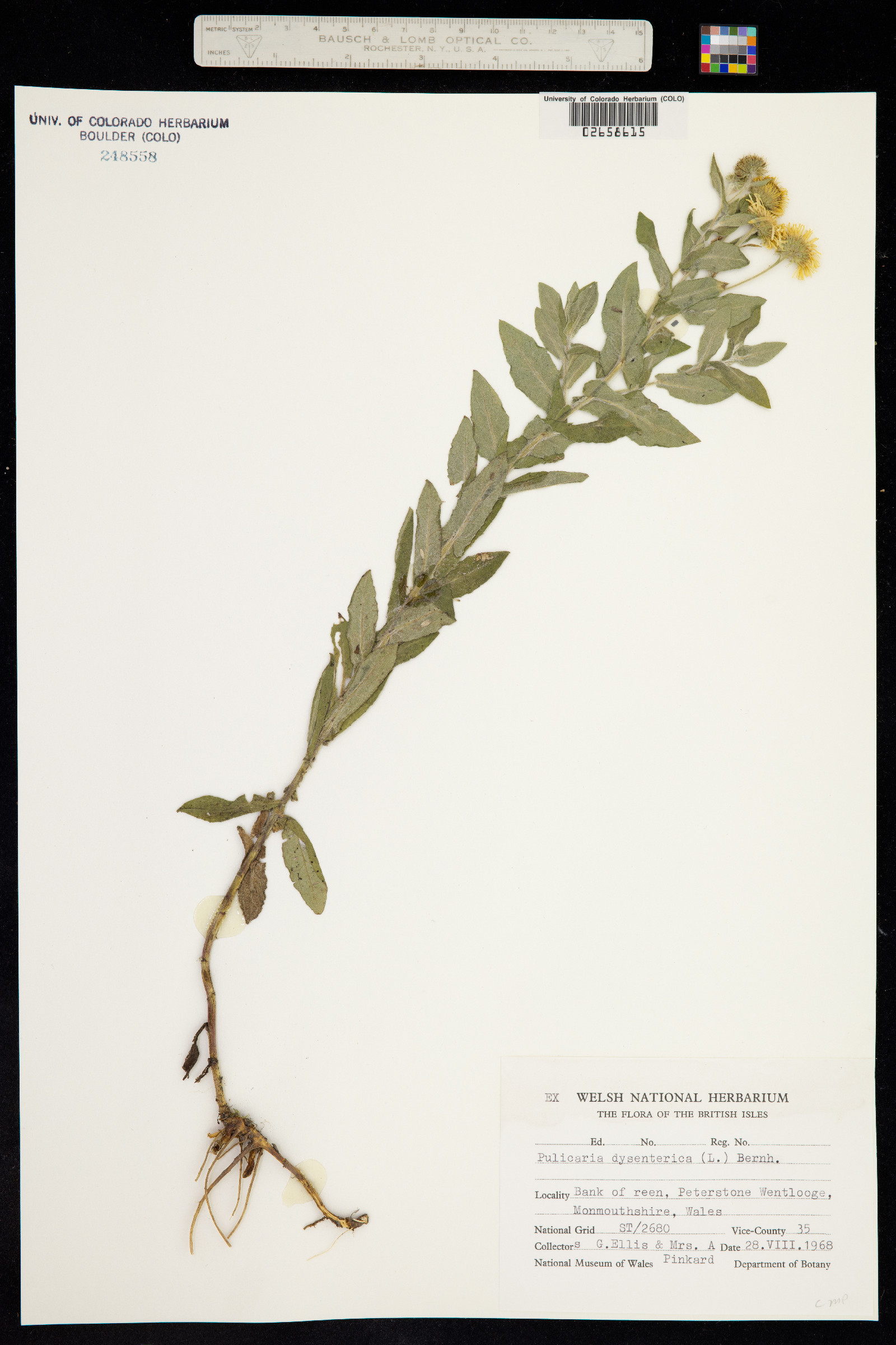 Pulicaria dysenterica image