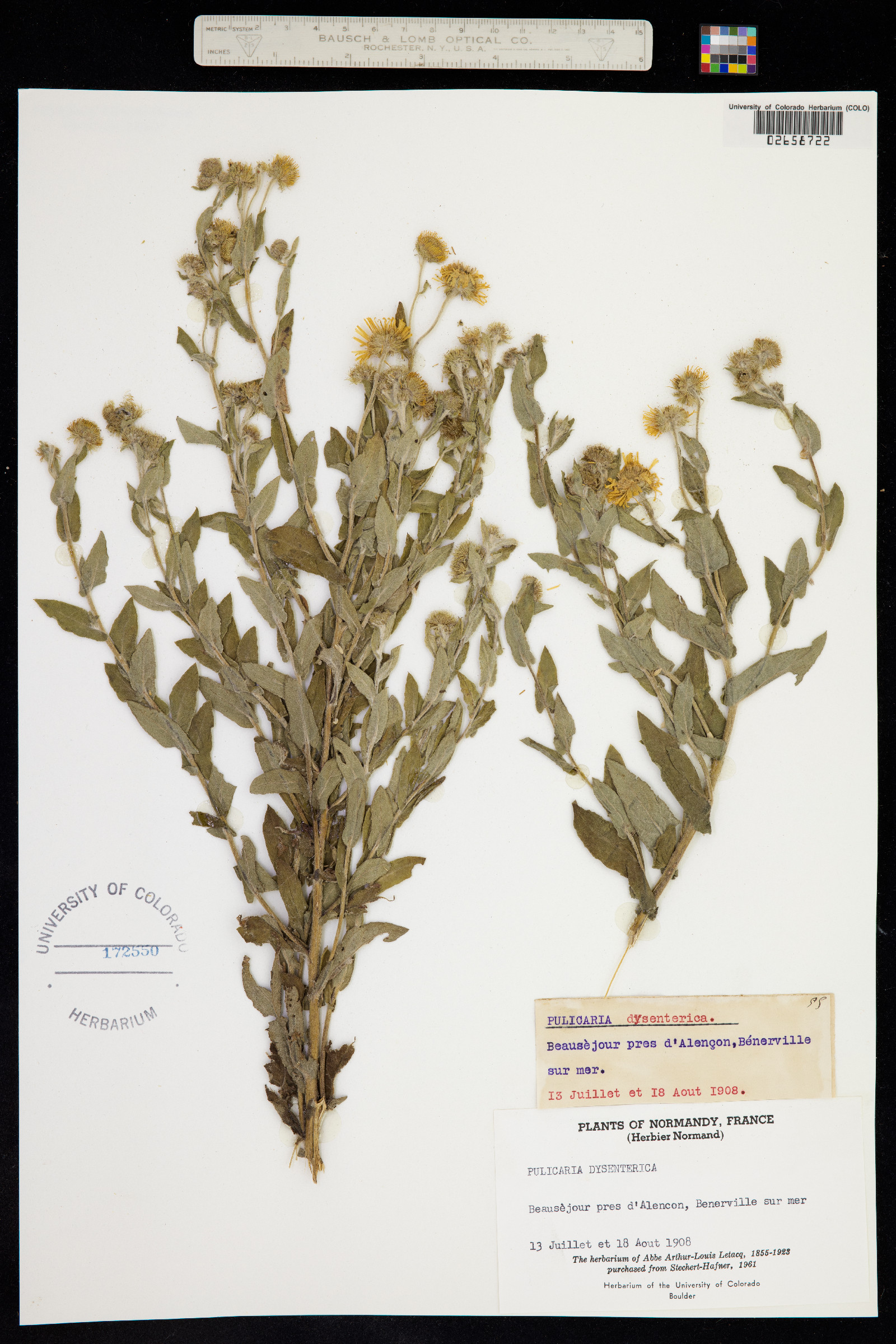Pulicaria dysenterica image
