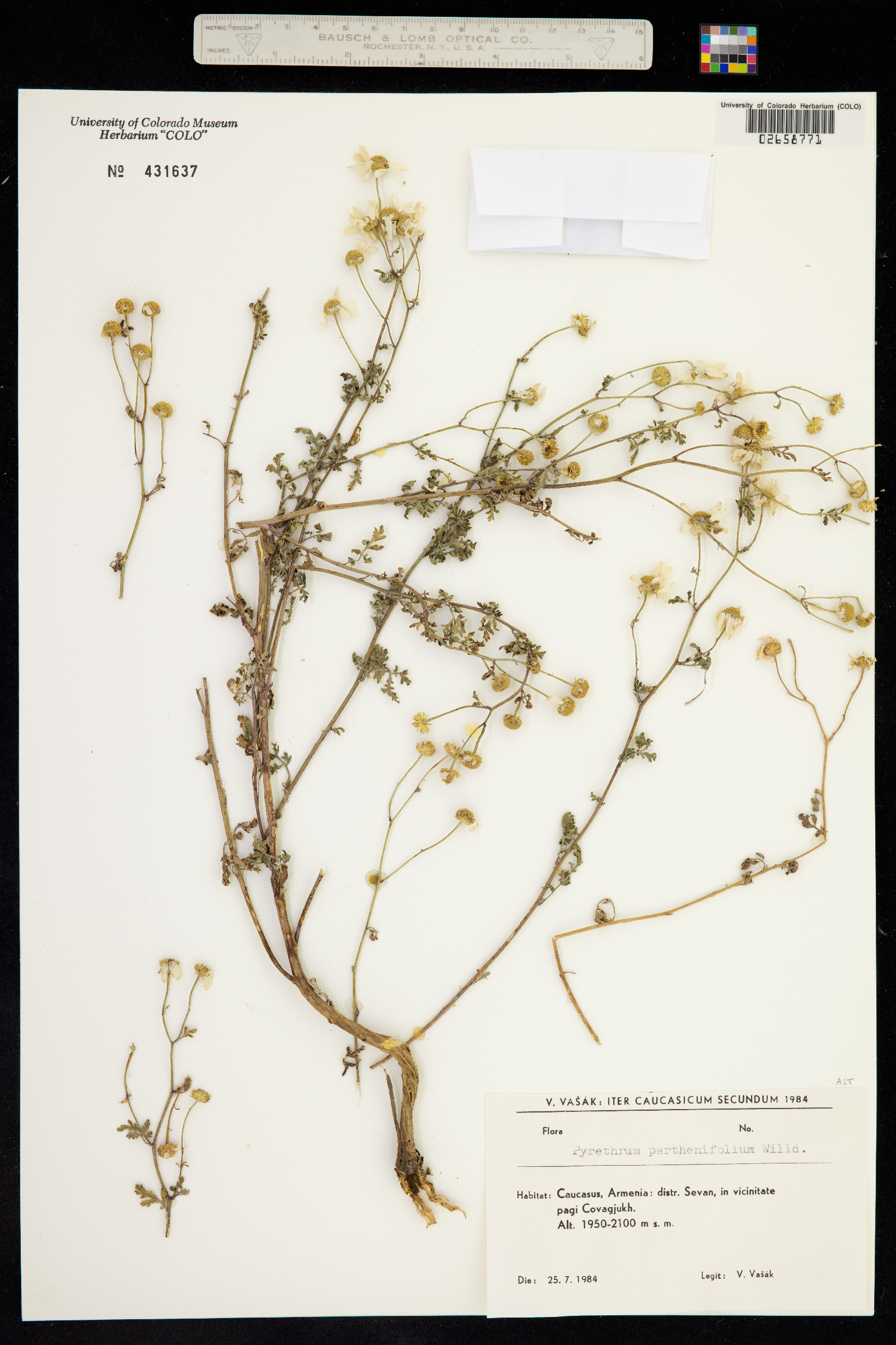 Tanacetum parthenifolium image