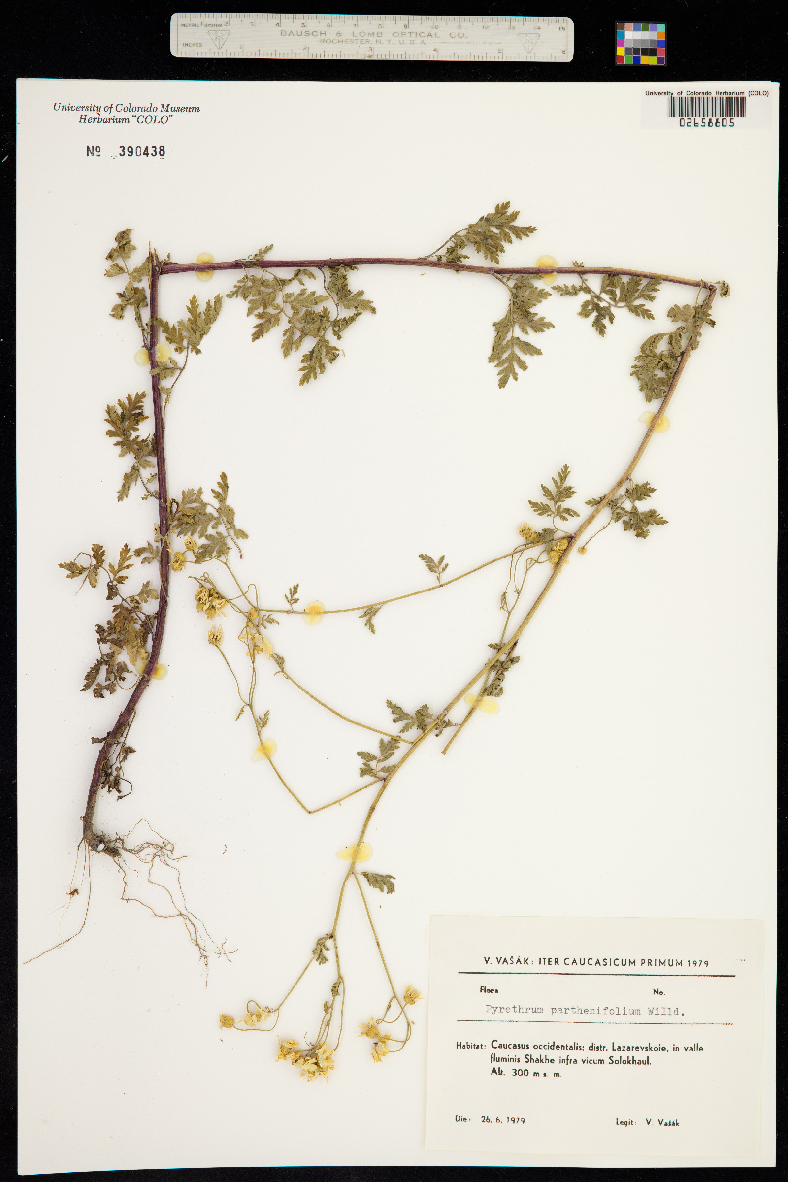 Tanacetum parthenifolium image