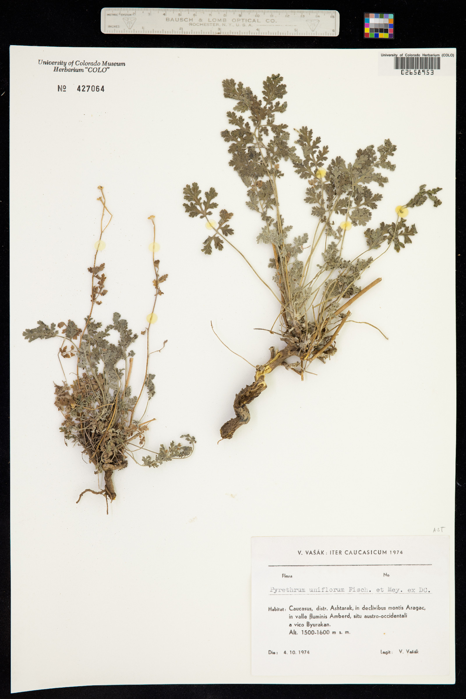 Tanacetum uniflorum image