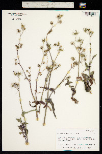 Reichardia picroides image