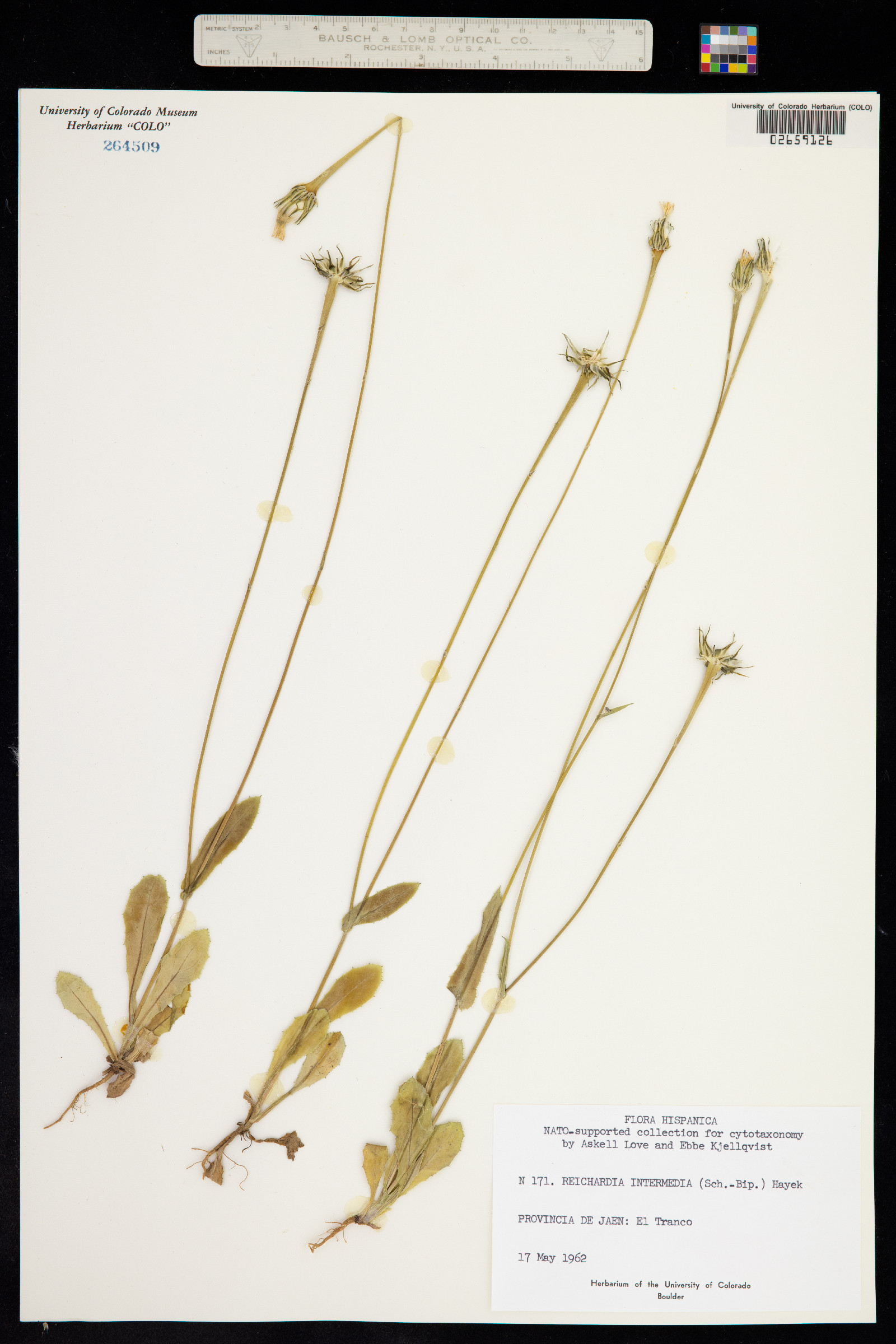 Reichardia image