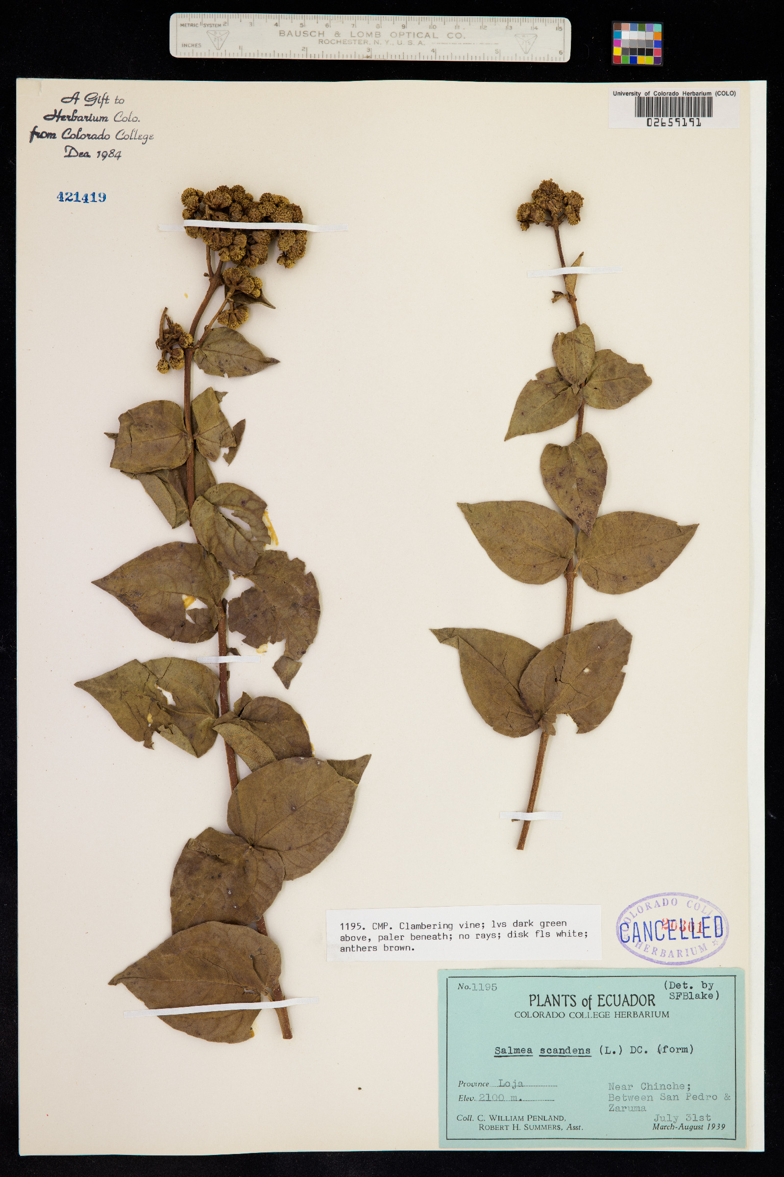 Salmea scandens image