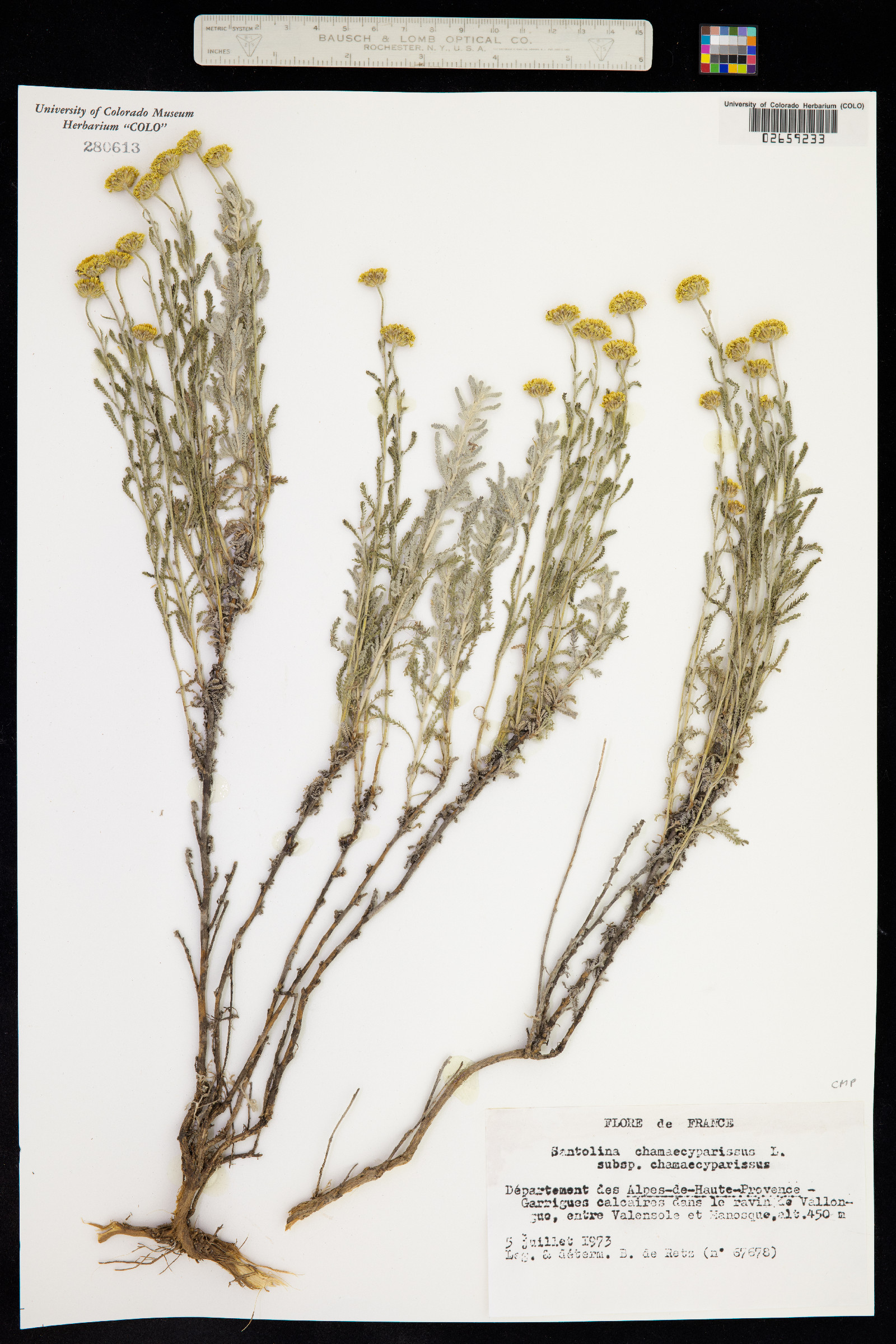 Santolina chamaecyparissus image